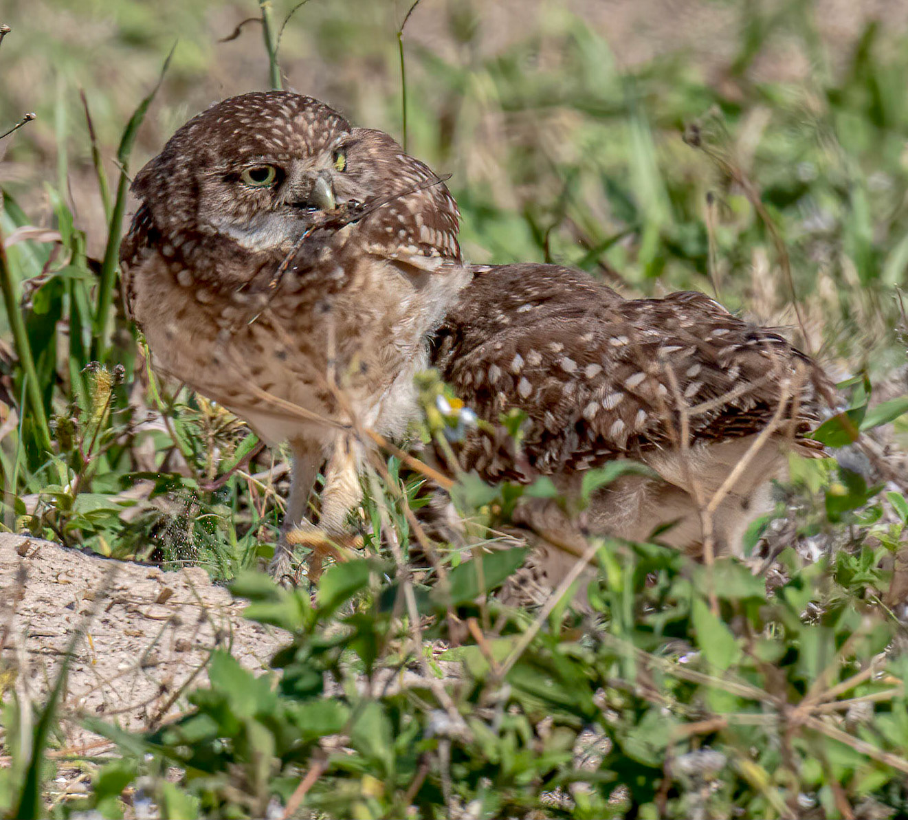 Feeding on a dragonfly
