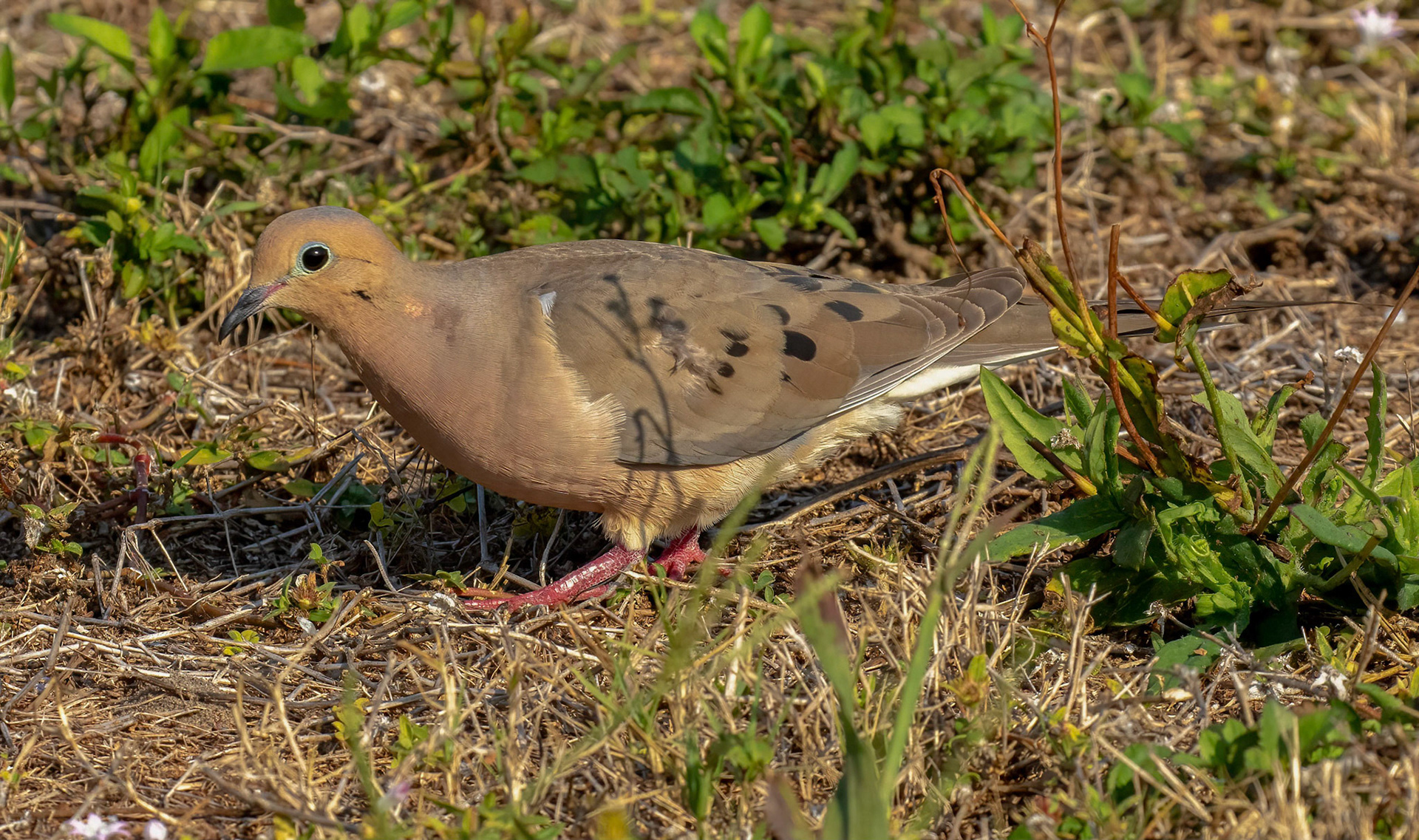 Mourning Dove