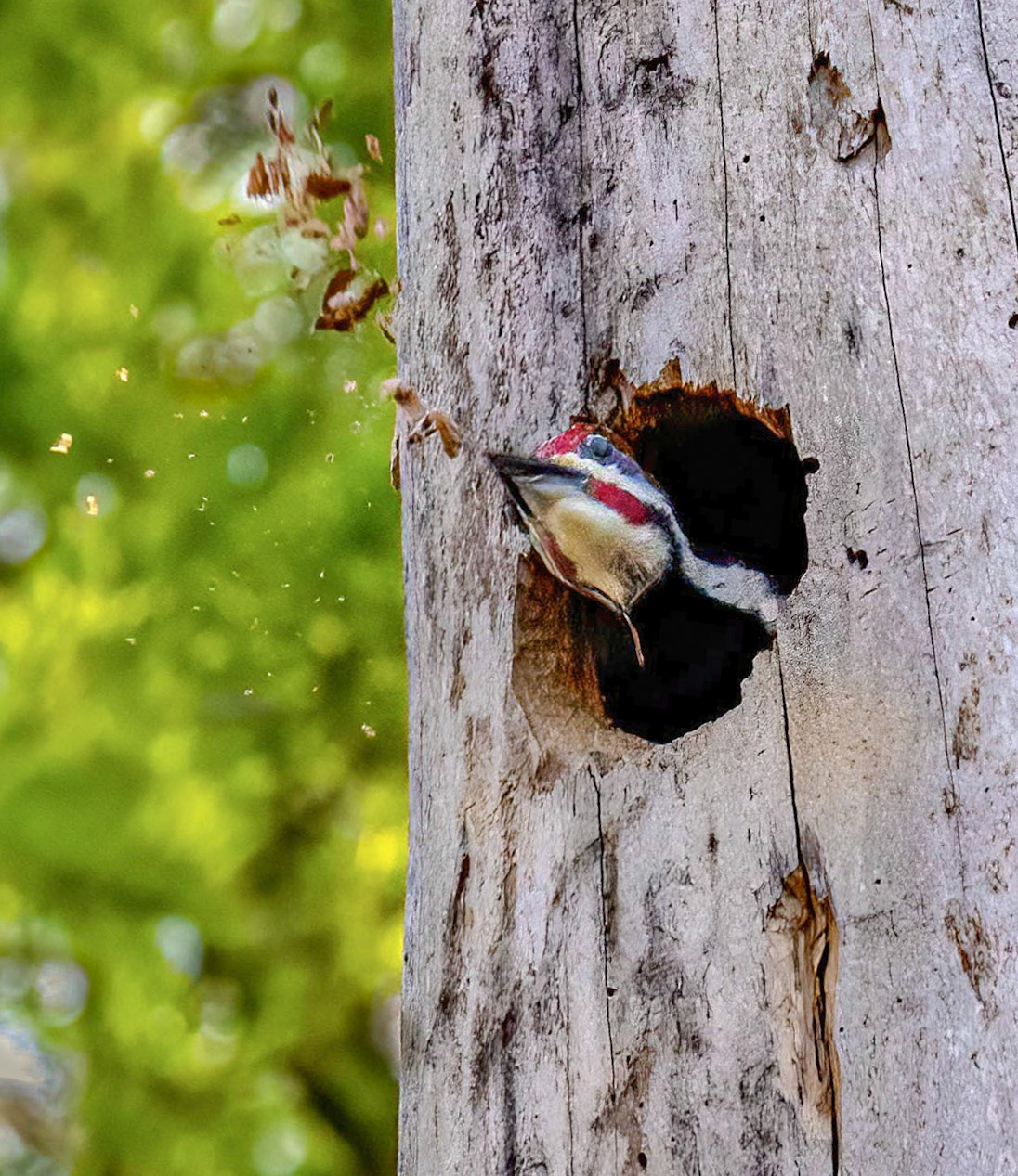 Pileated Woodpecker nest building sequence