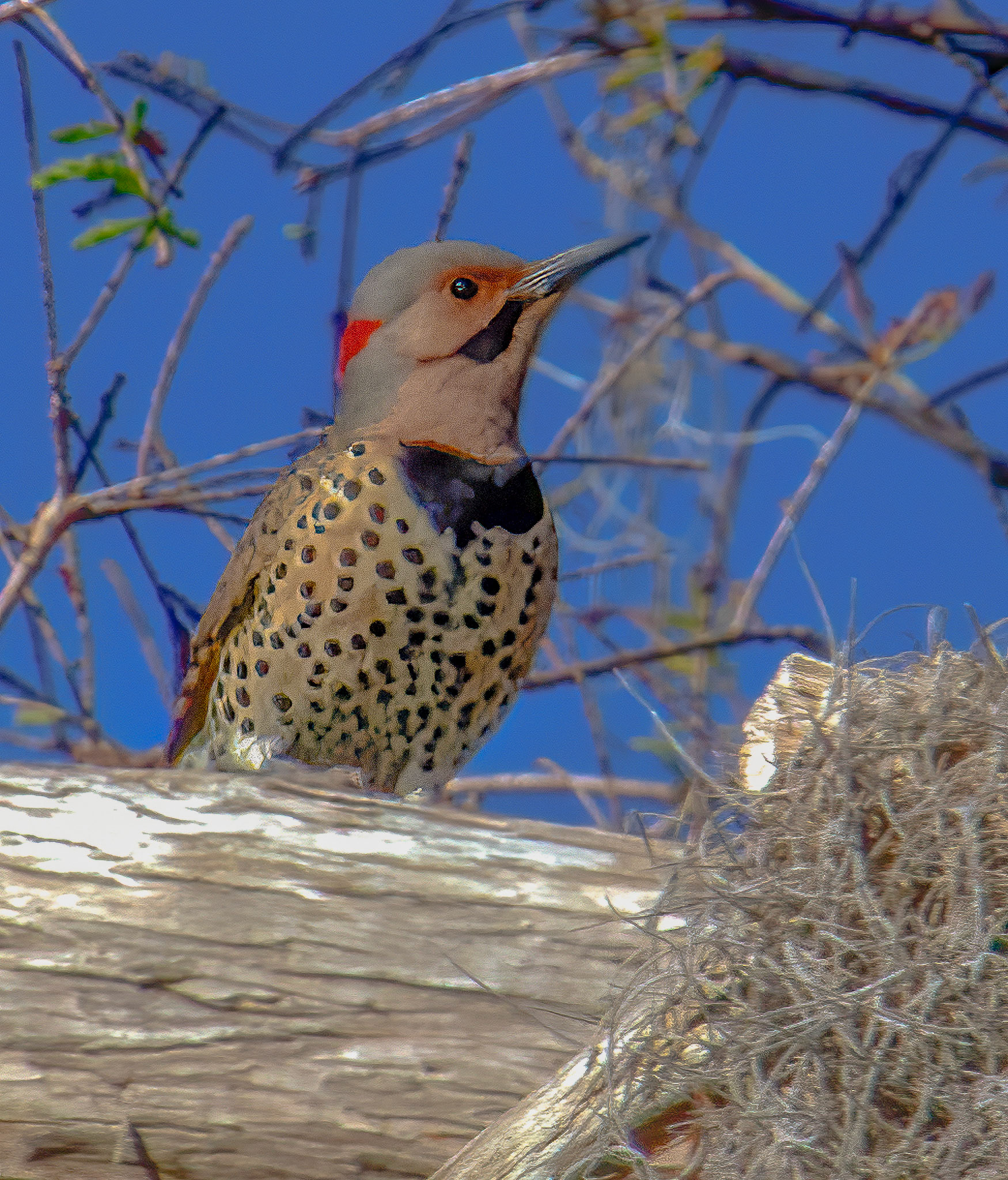 Northern Flicker