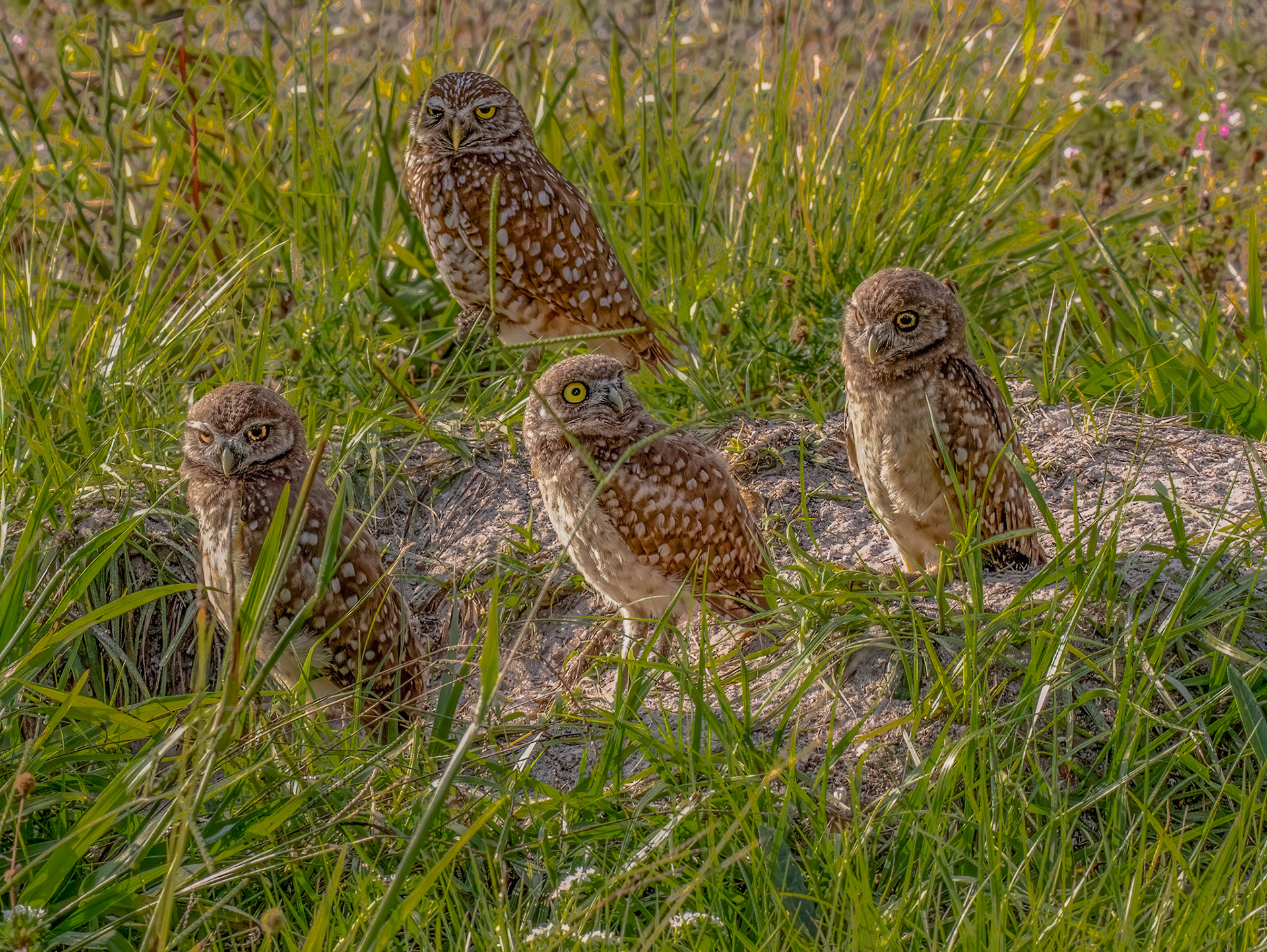 Female Burrowing Owl & 3 Owlets