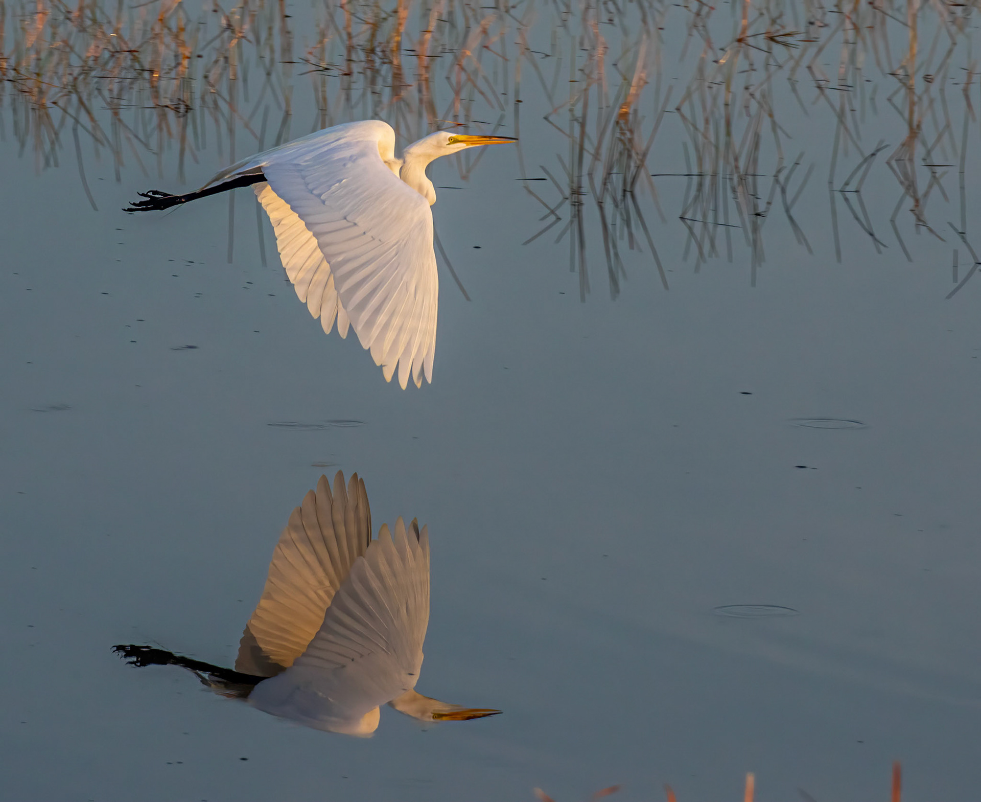 Great Egret
