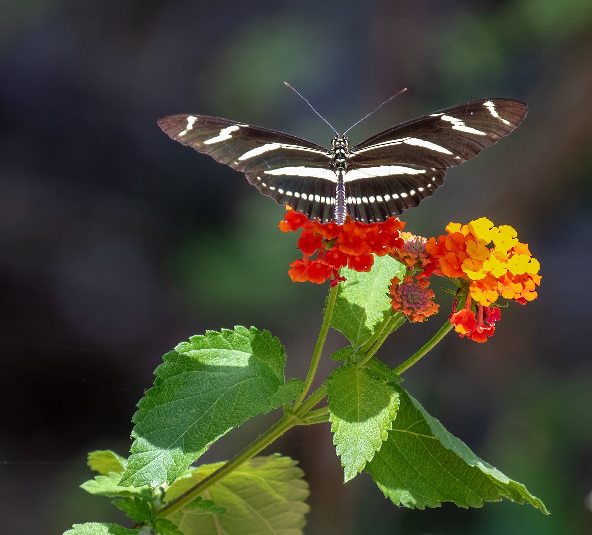  Zebra Longwing - Florida State Butterfly