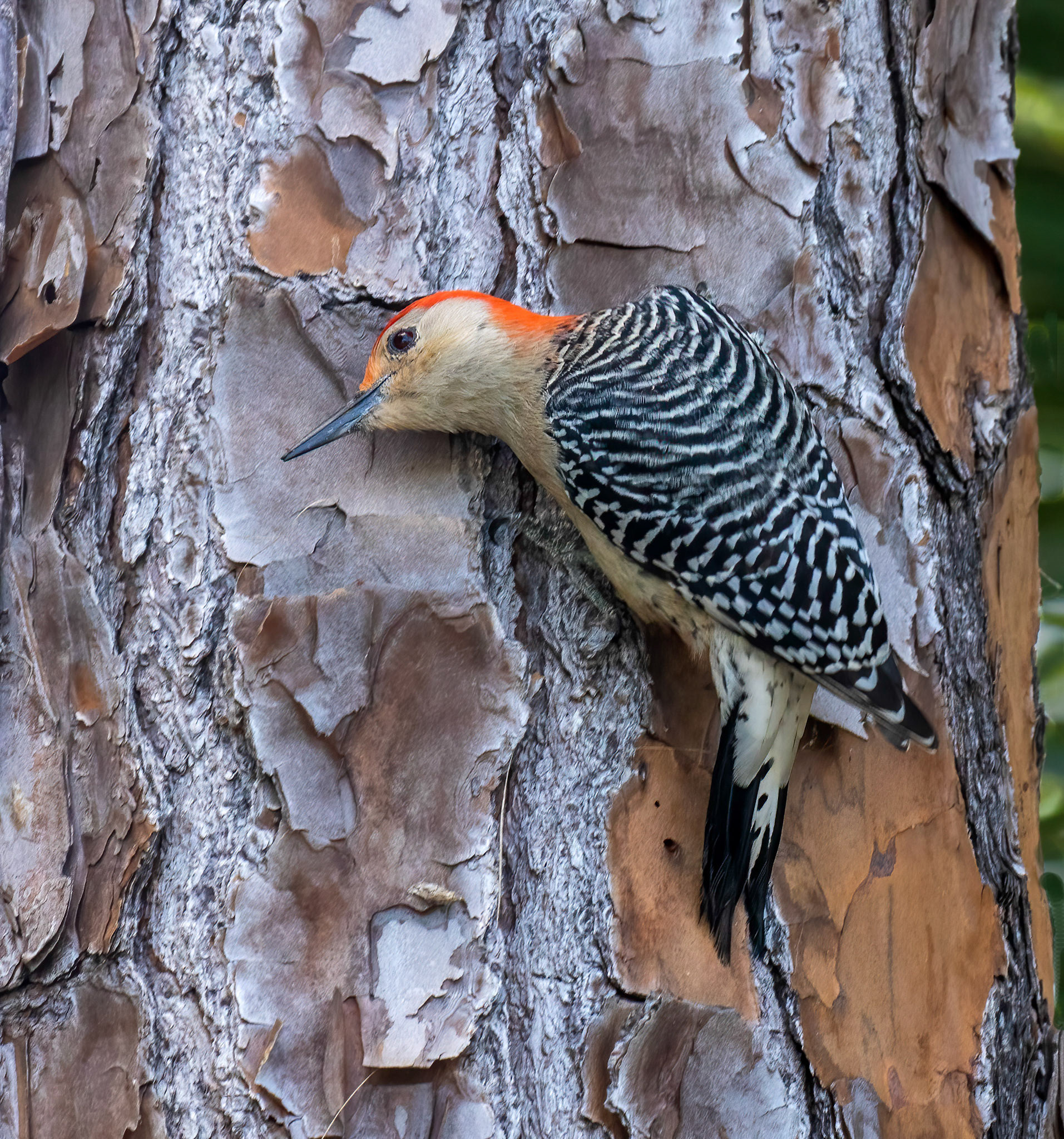 Listening for insects
