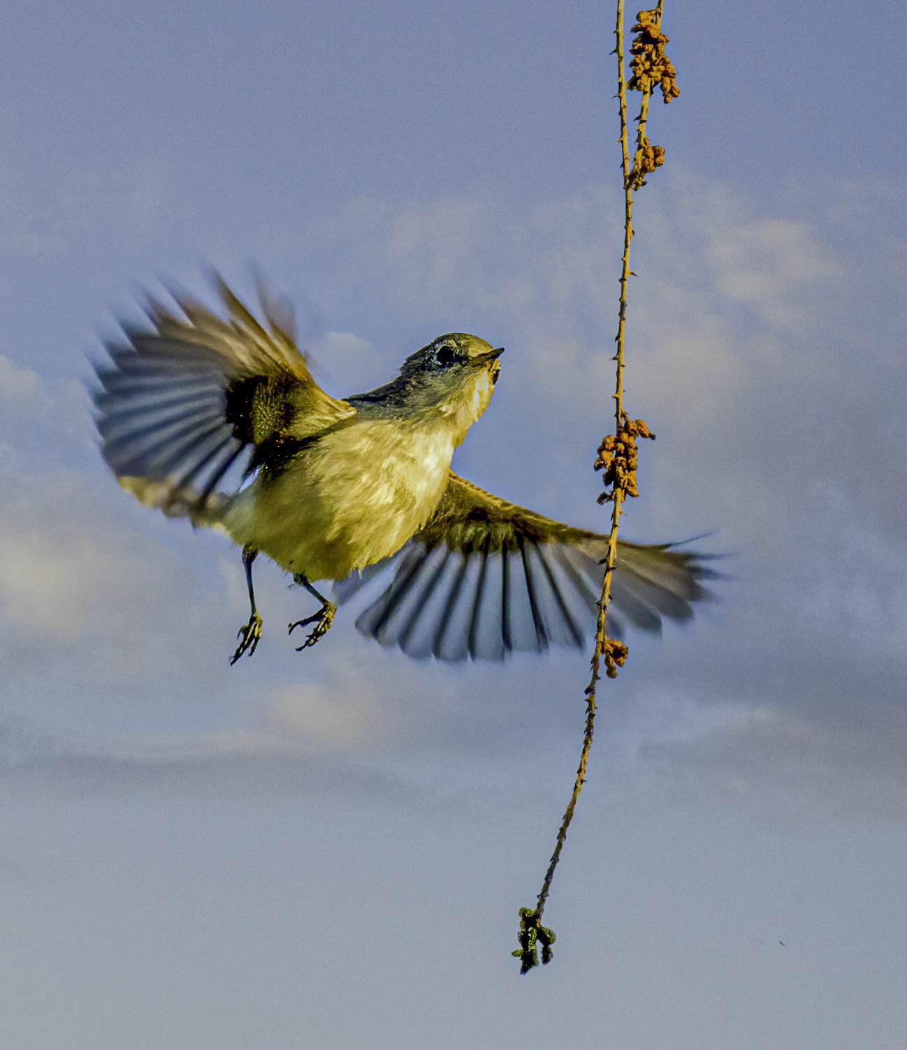 Yellow-bellied Flycatcher (?)