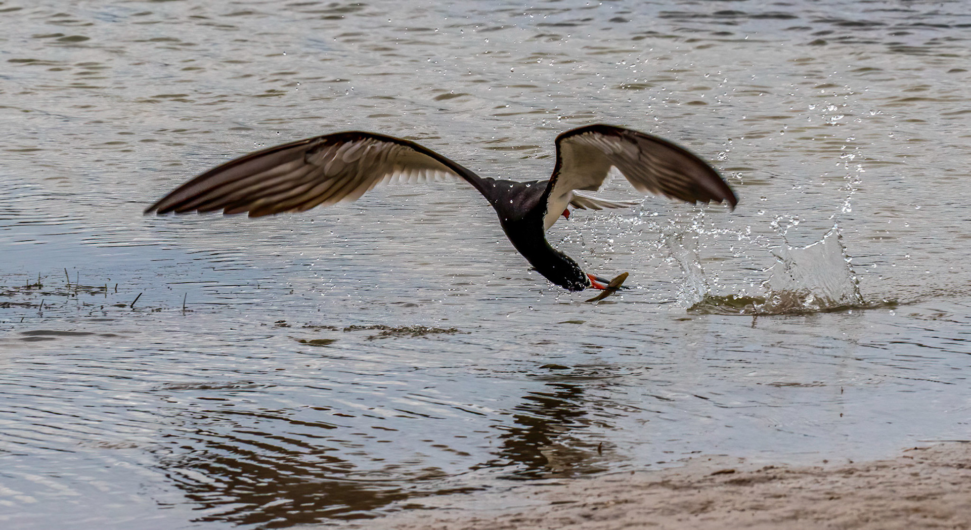 Feeding sequence