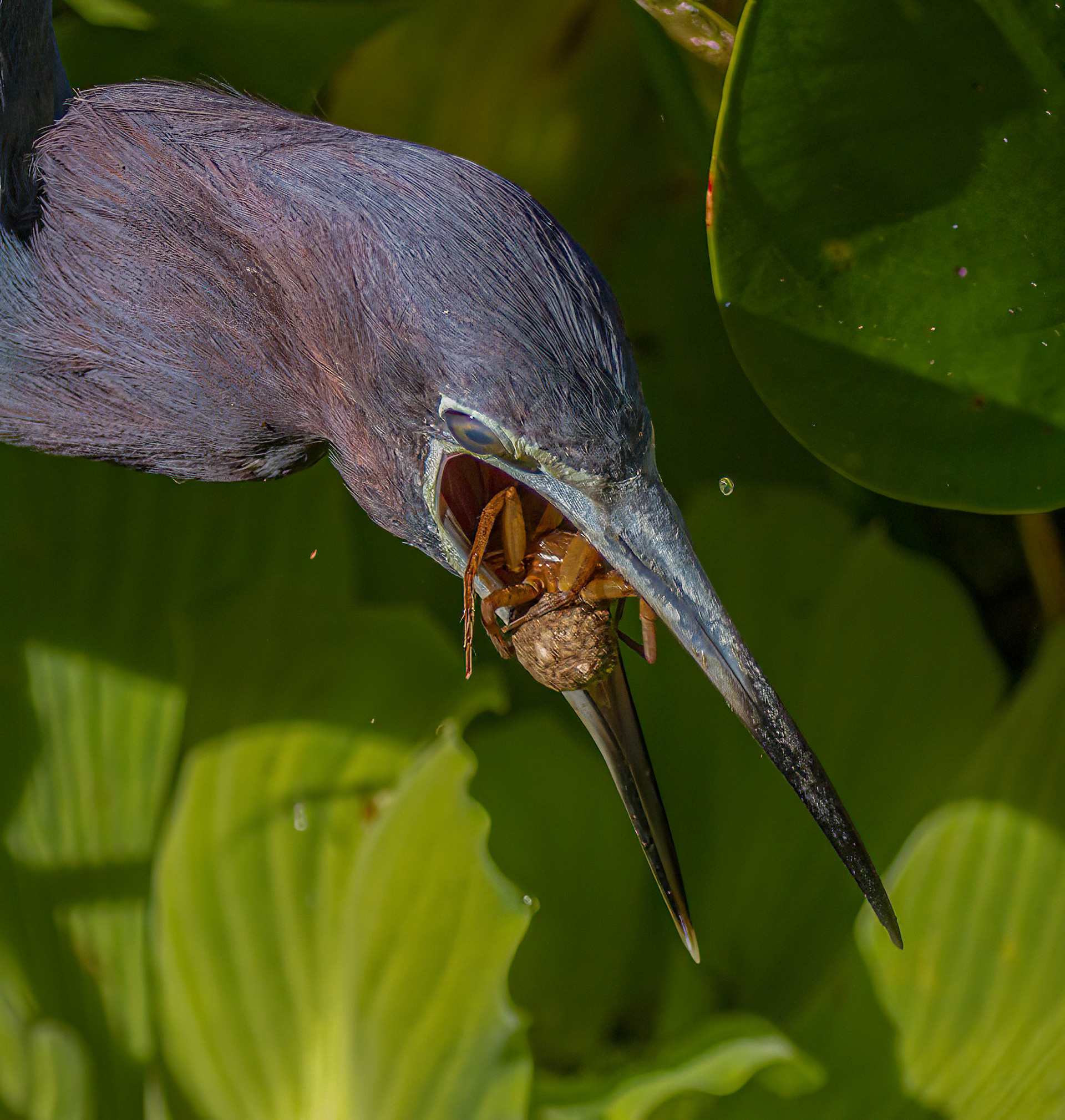 Funnel Weaver &  Little Blue Heron