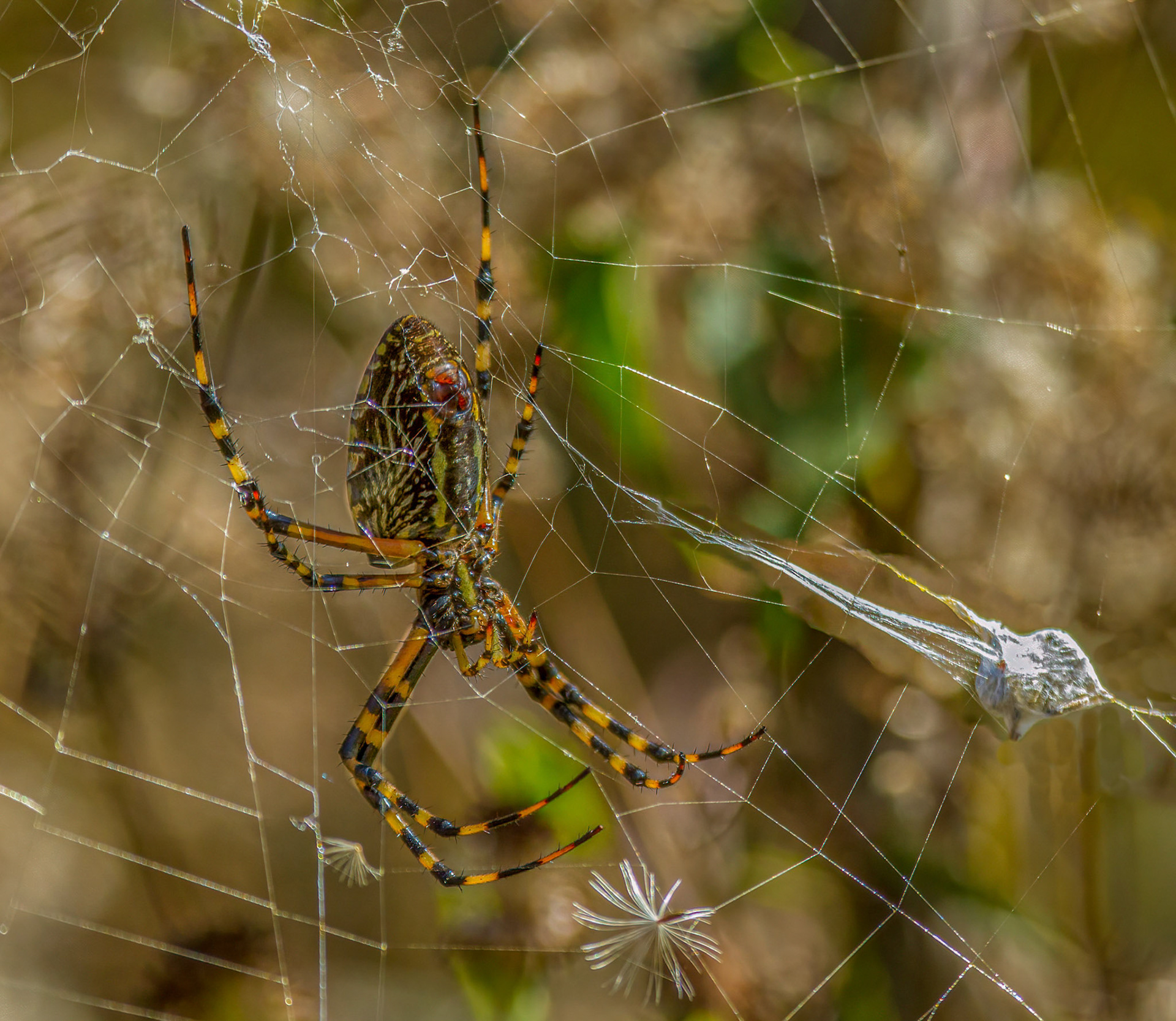 Spotted Orbweaver
