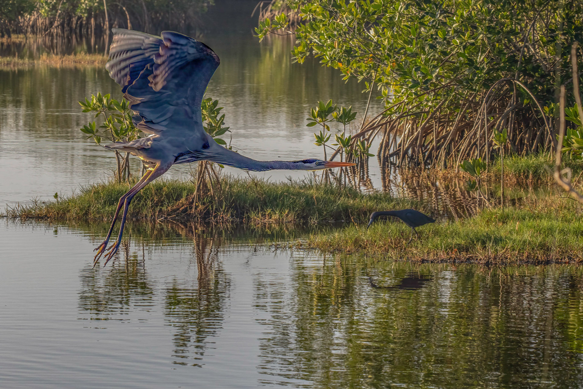Great Blue Heron - neck outstretched