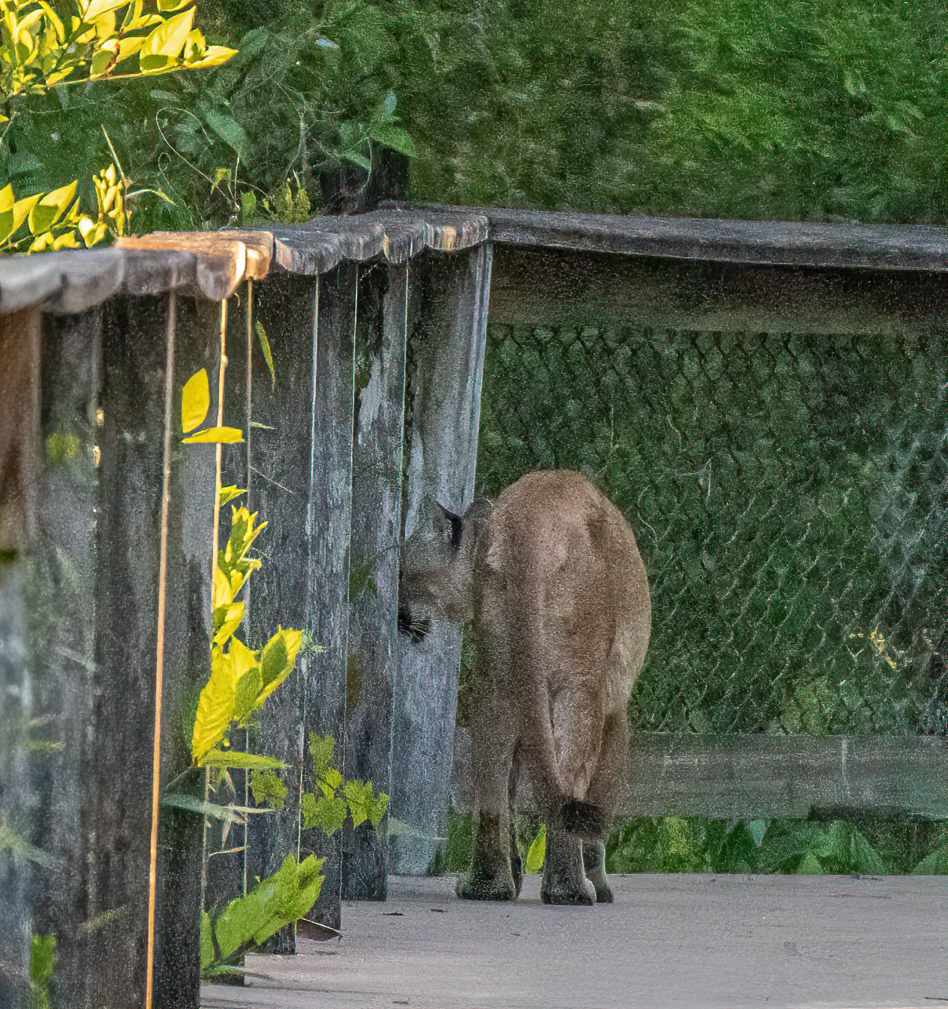 Florida Panther on Preserve Boardwalk