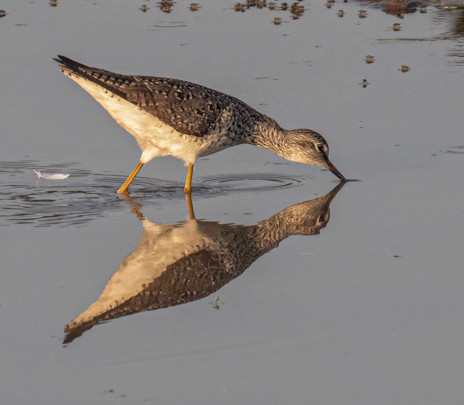 Yellowlegs
