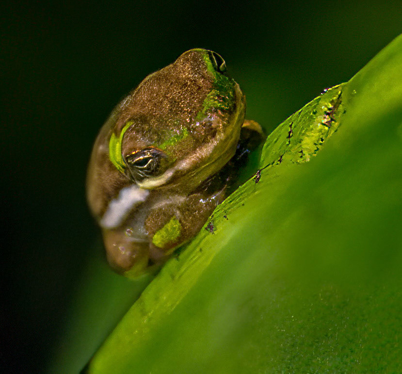 Green Treefrog
