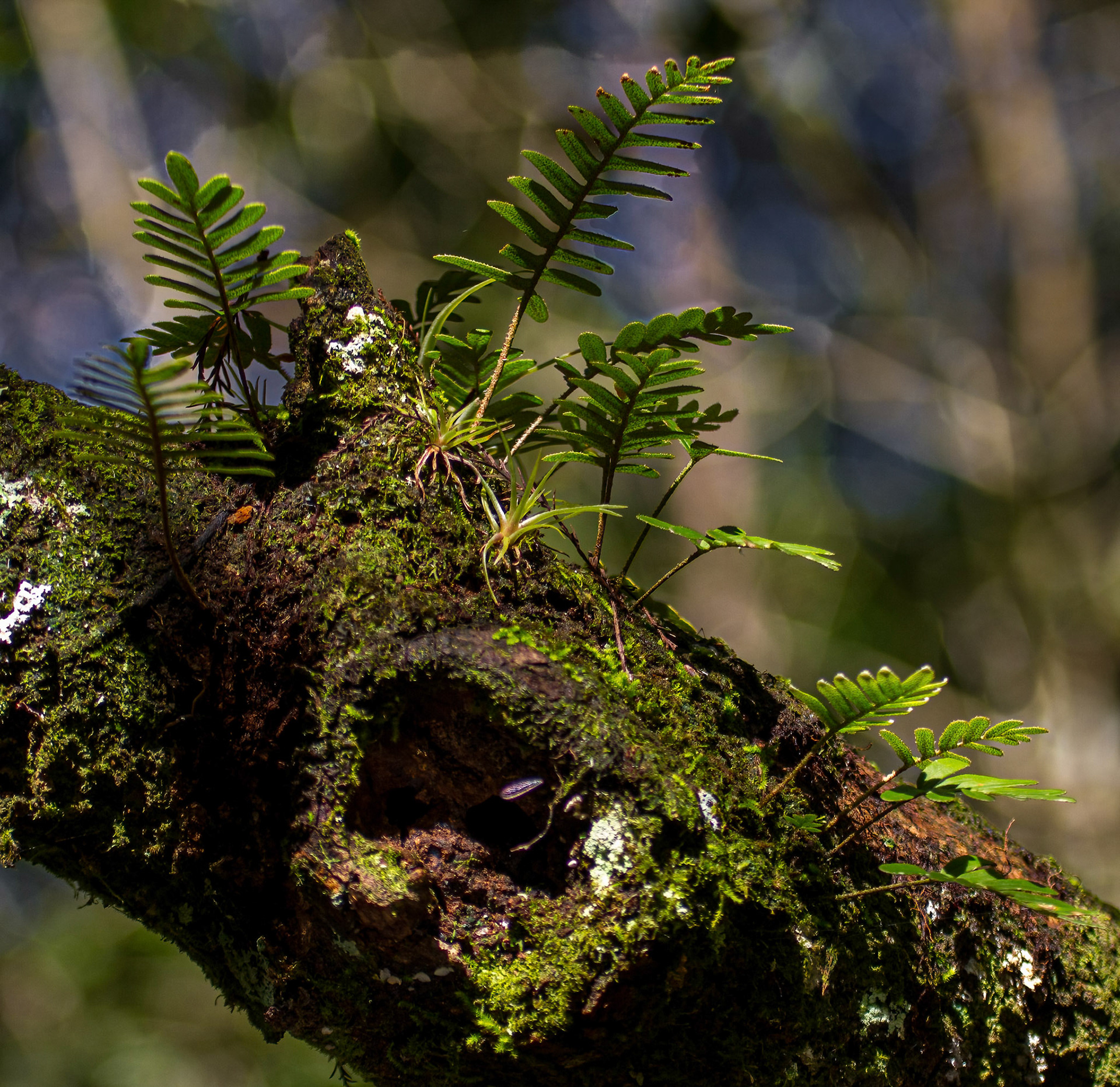 Resurrection Ferns are not parasitic