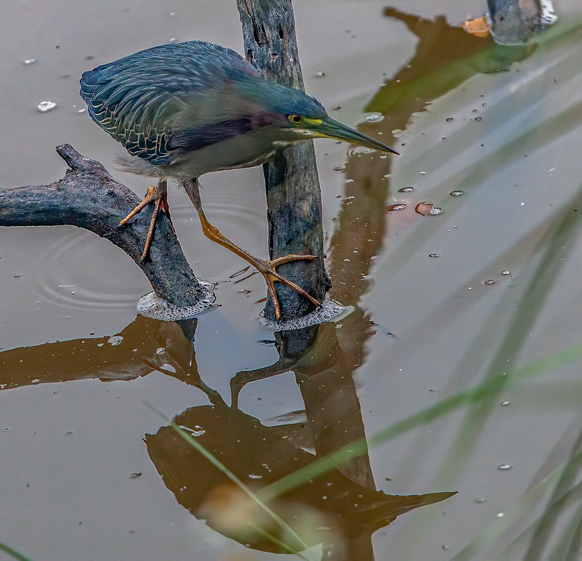 Green Heron