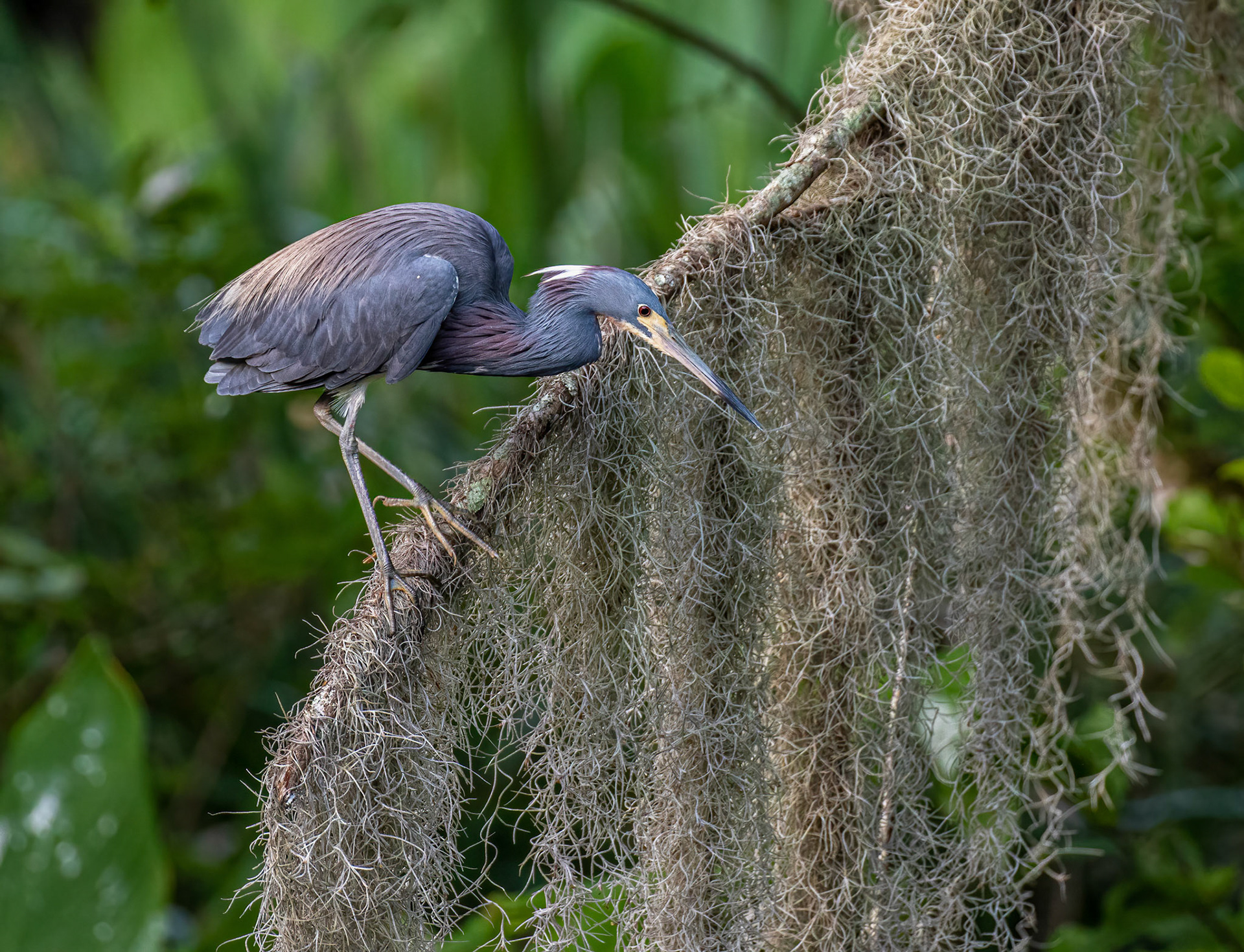 Little Blue Heron