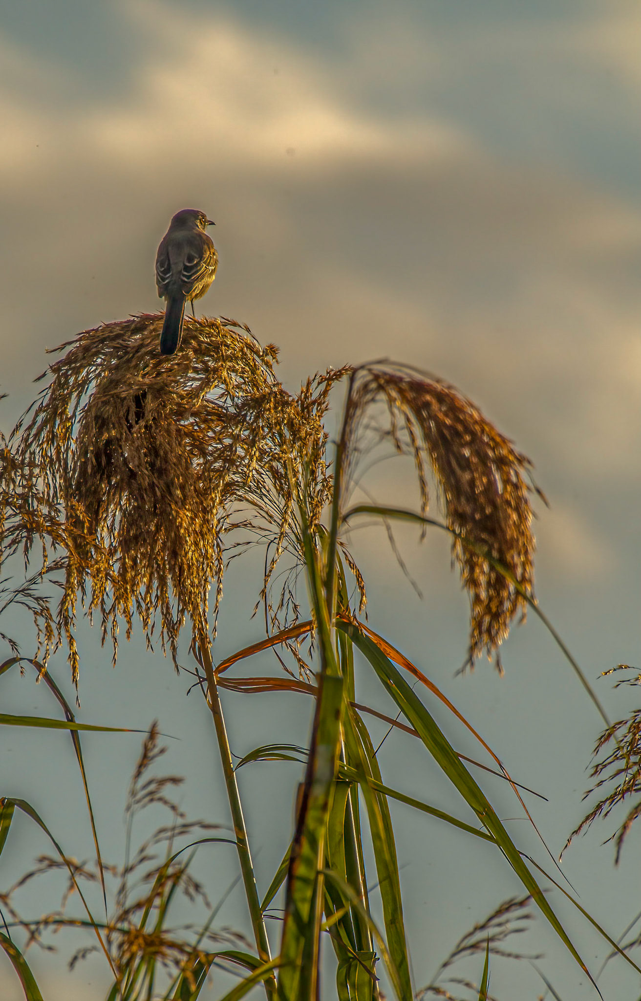 Northern Mockingbird