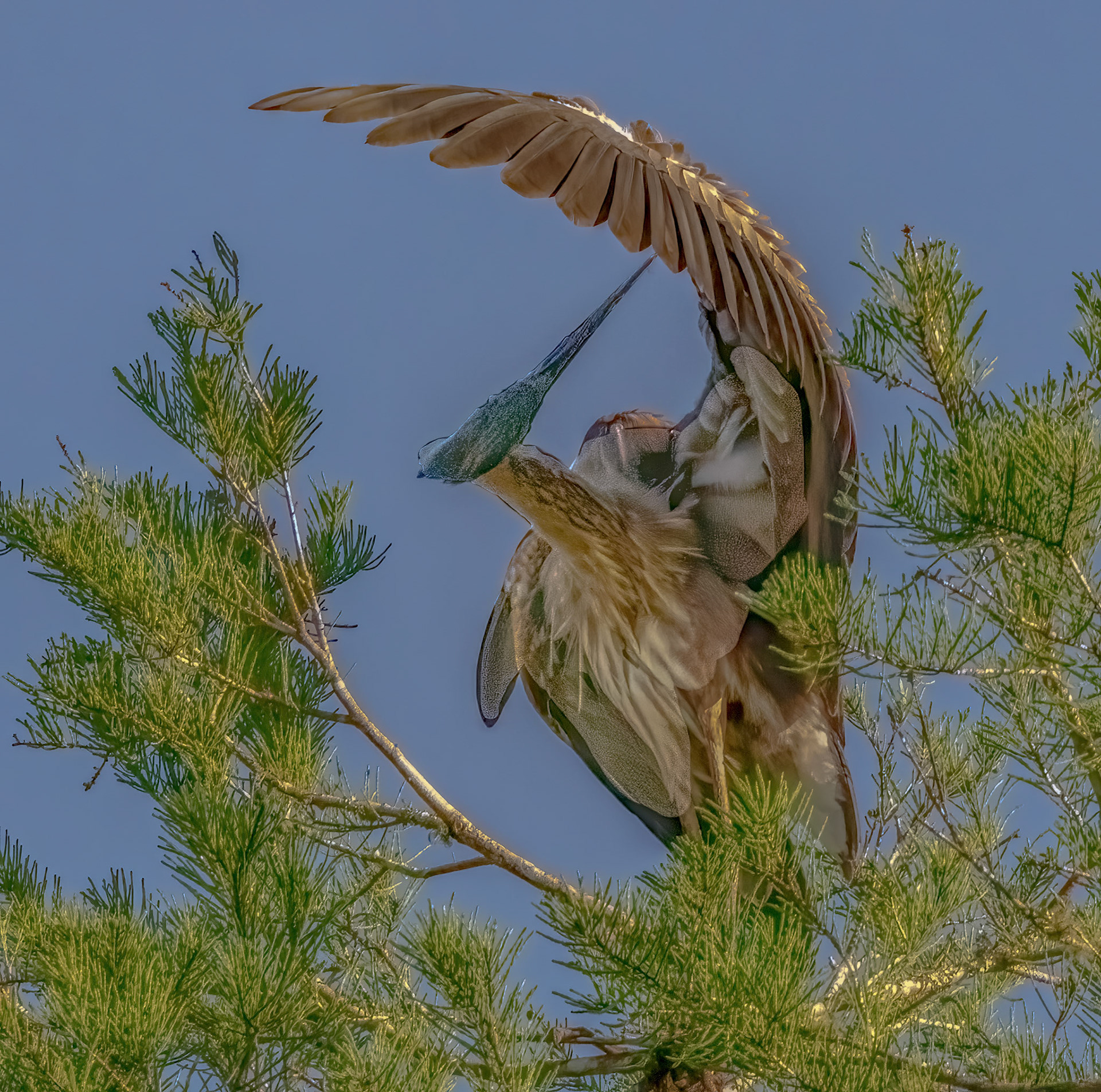 Great Blue Heron preening