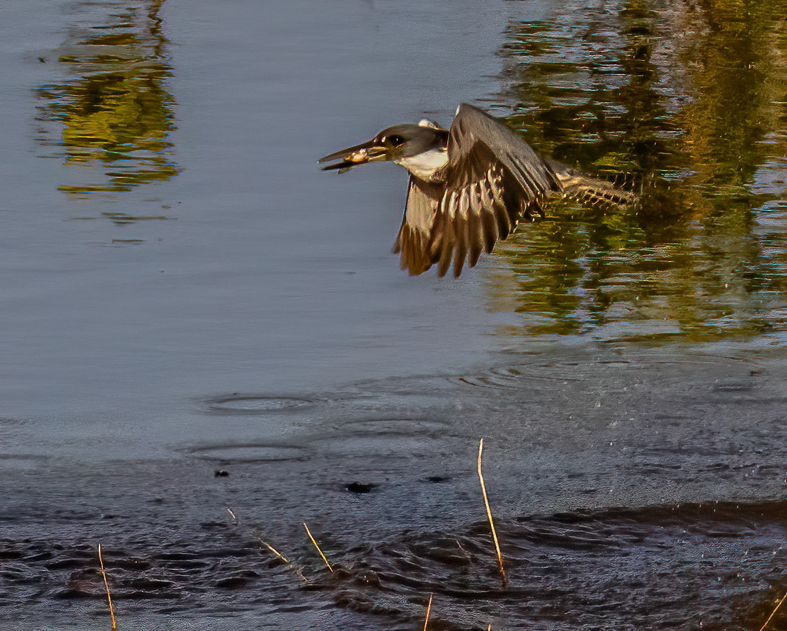 Belted Kingfisher - sequence
