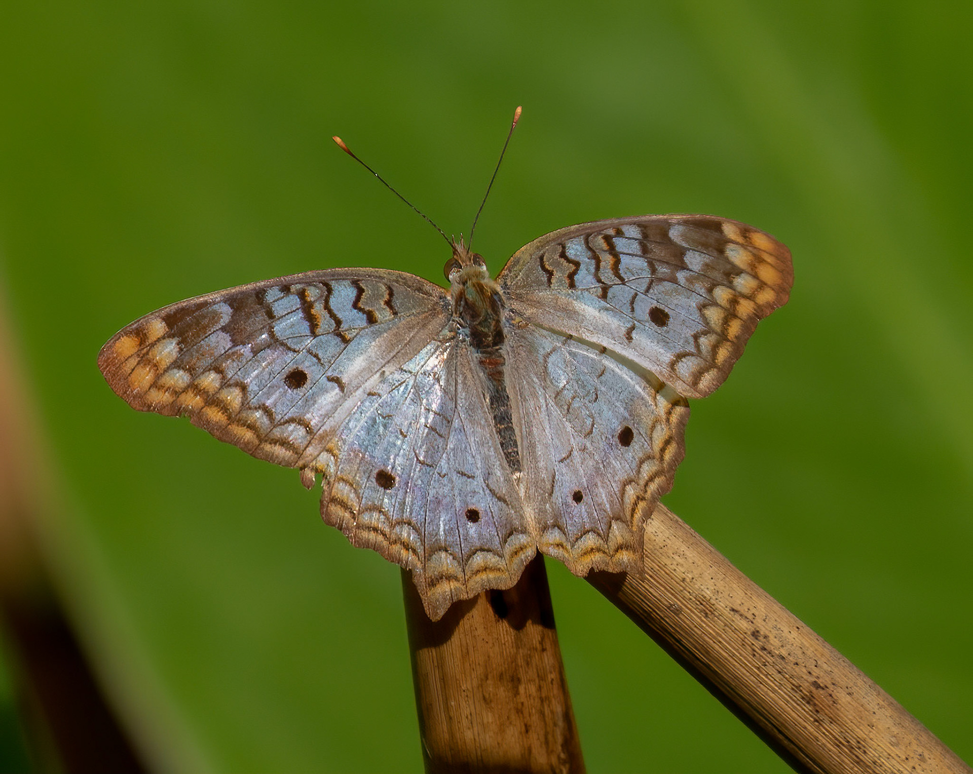White Peacock