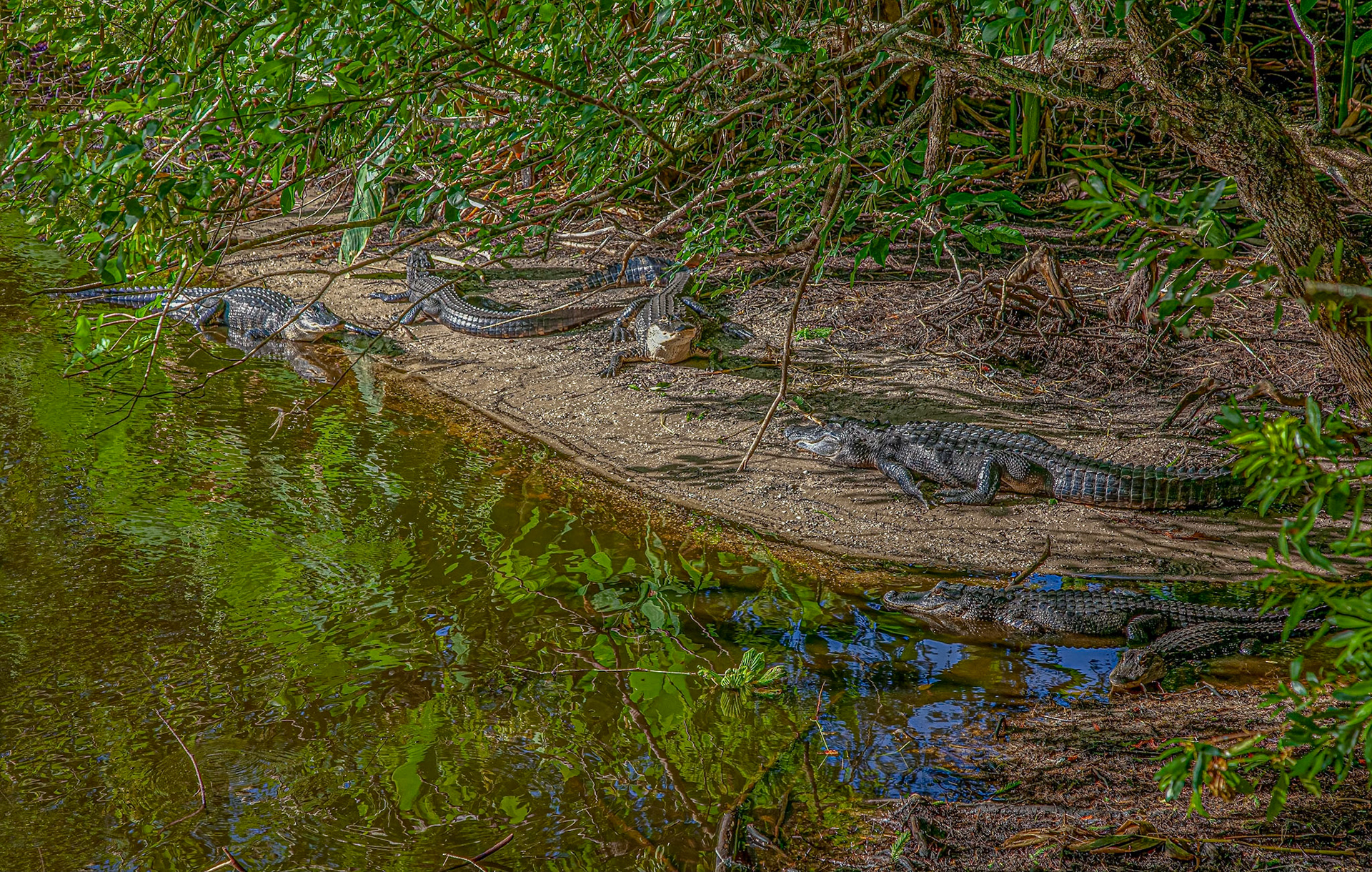 a "congregation" of alligators