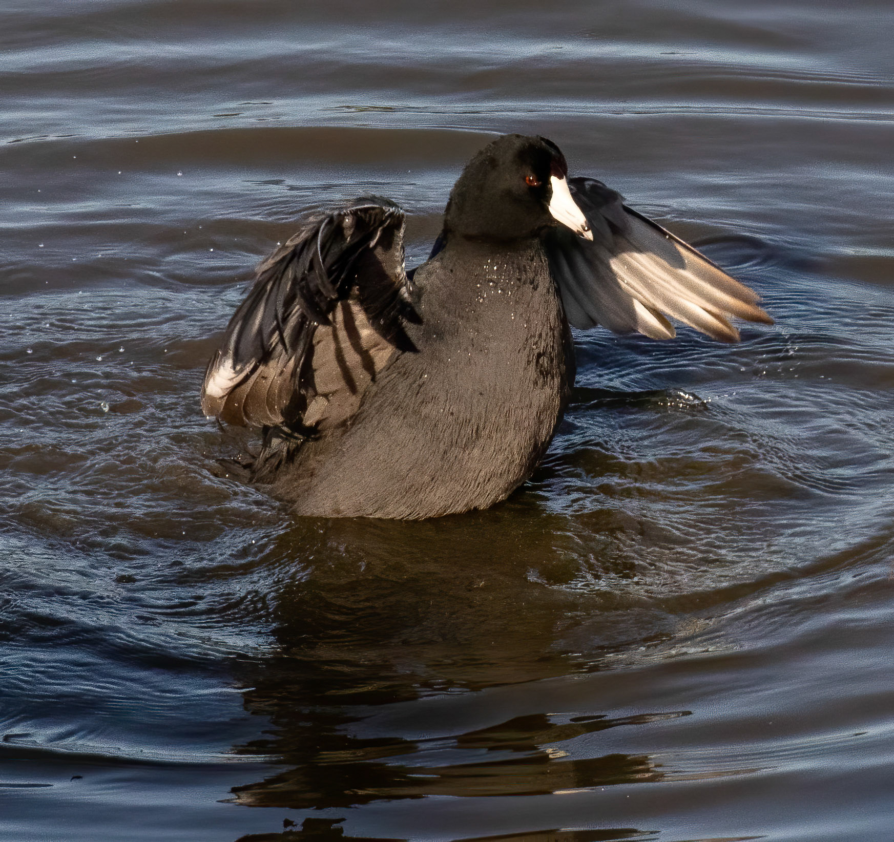 American Coot