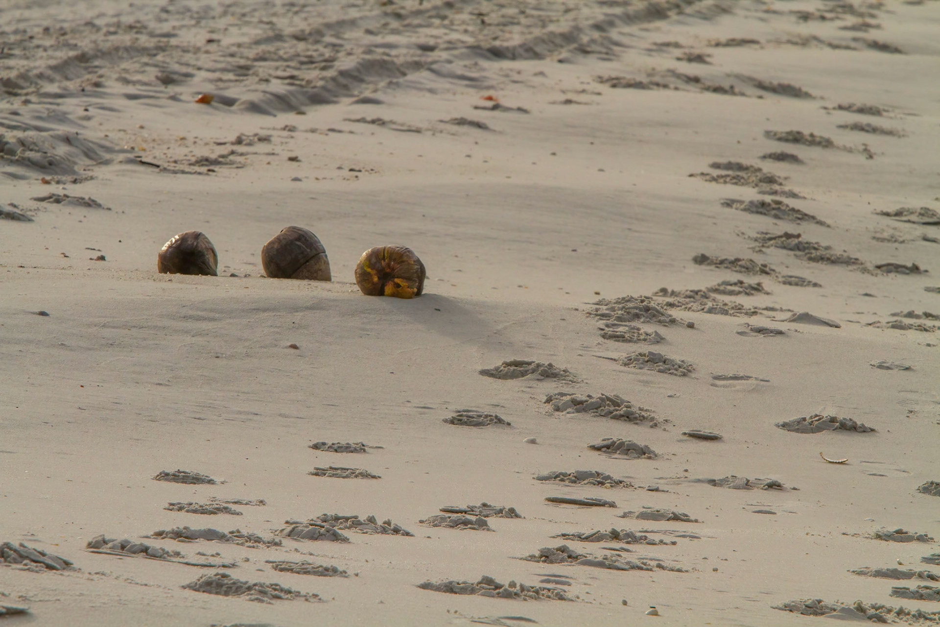 Coconuts on a Foot-stepped Beach