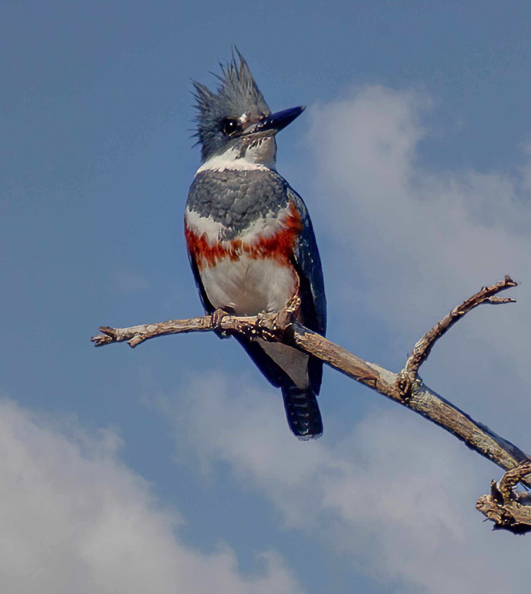 Belted Kingfisher - Female
