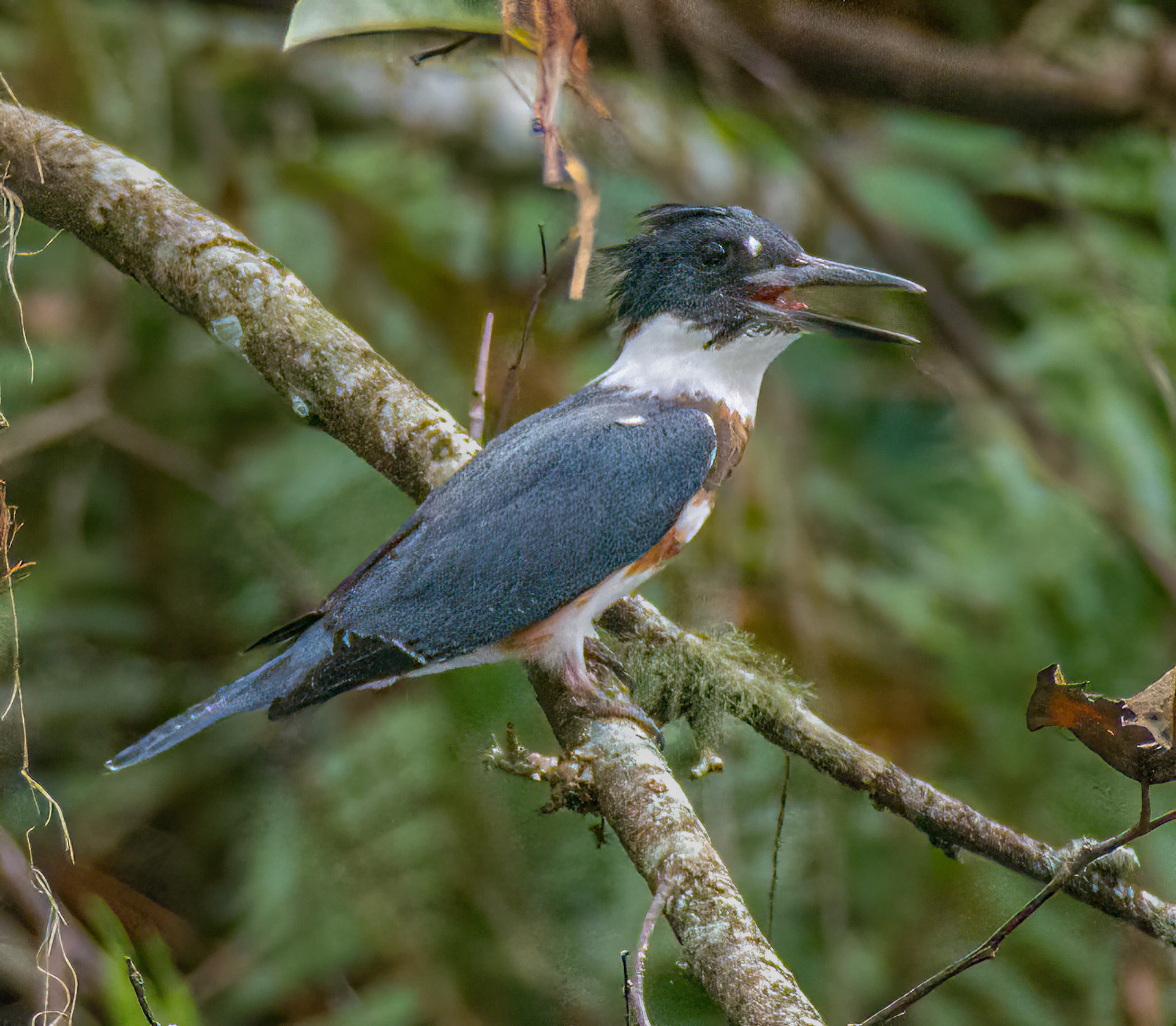  Belted Kingfisher - male