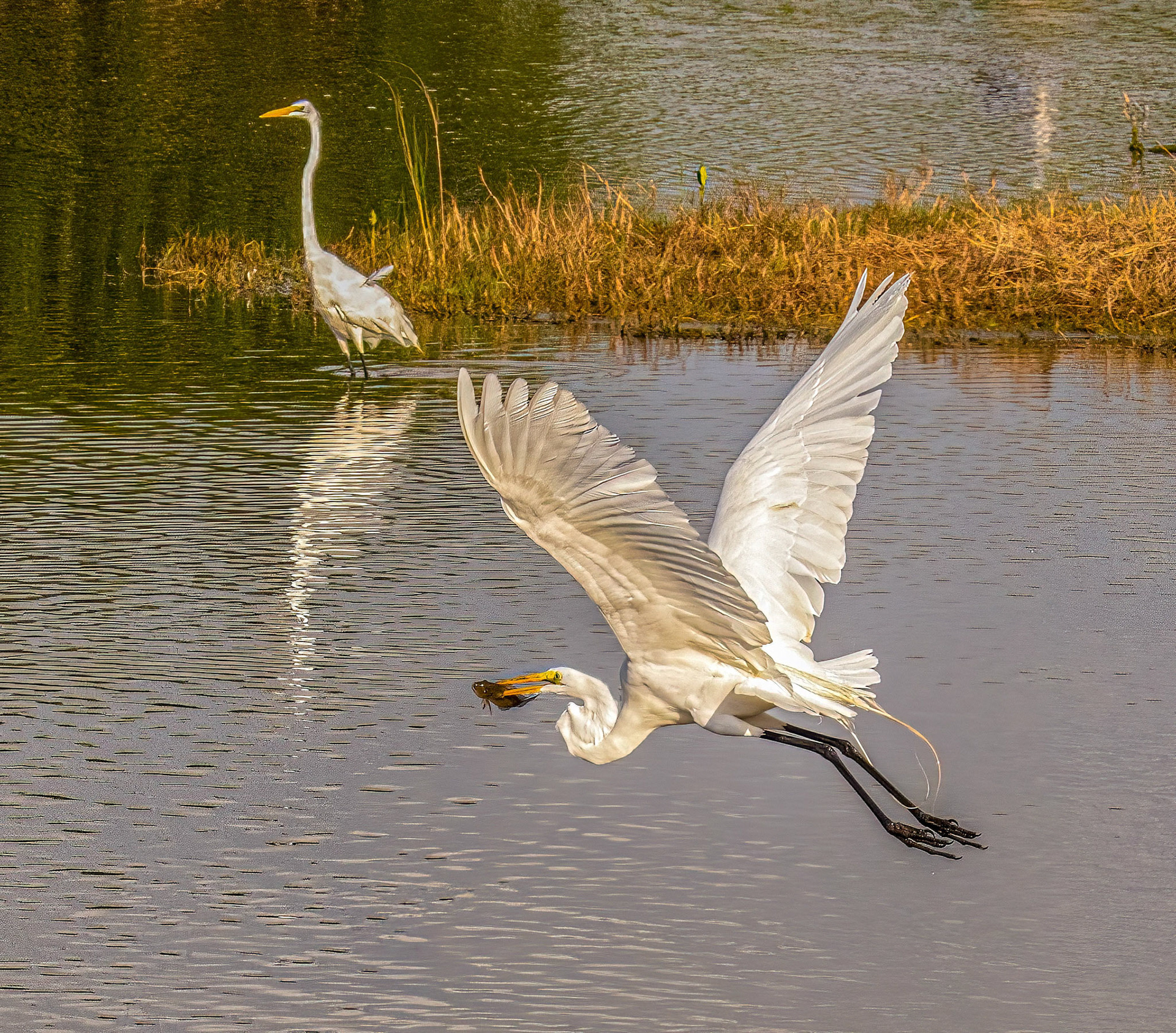 Great Egrets