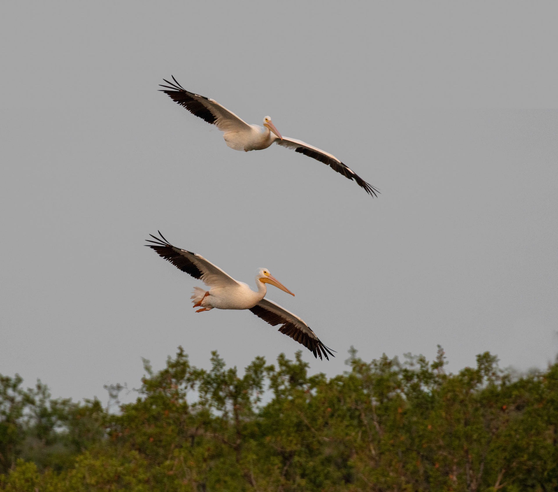 American White Pelican