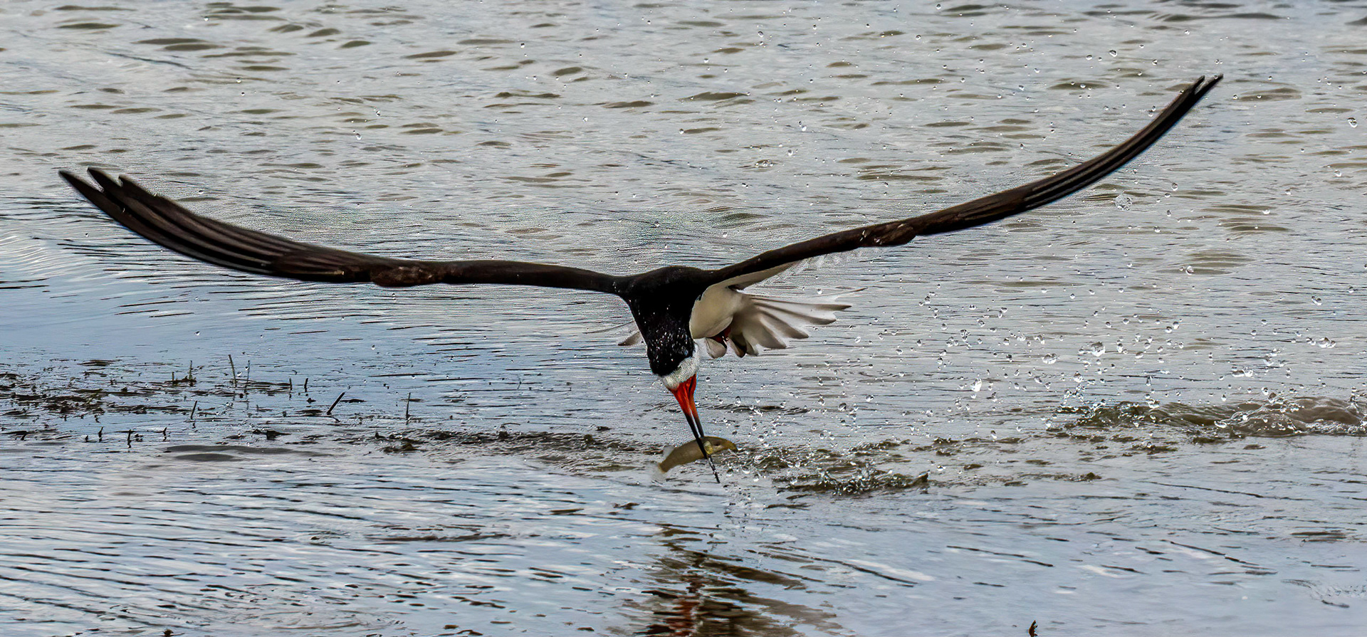 Feeding sequence