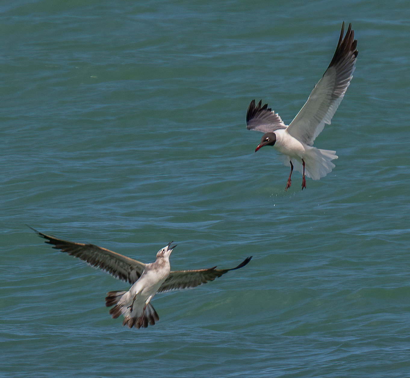Laughing Gull & Herring Gull