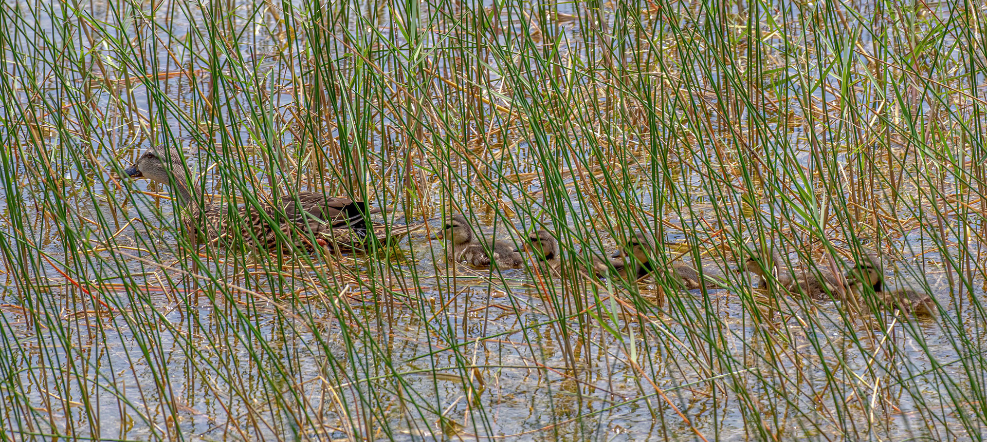 Mallard female & ducklings