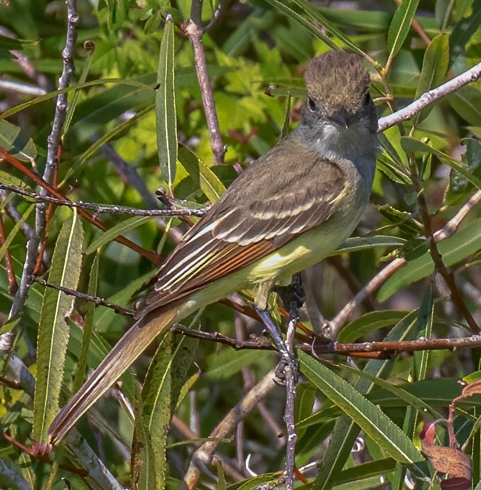 Great Crested Flycatcher