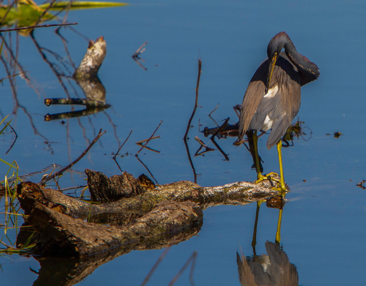 Tricolored Heron preening