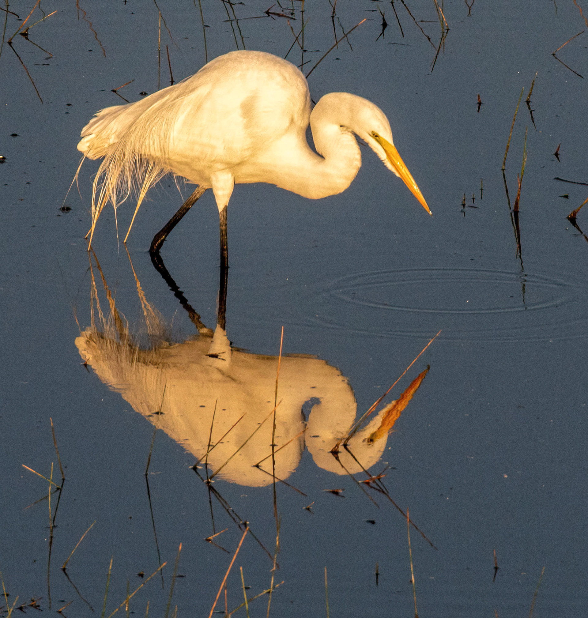 Great Egret