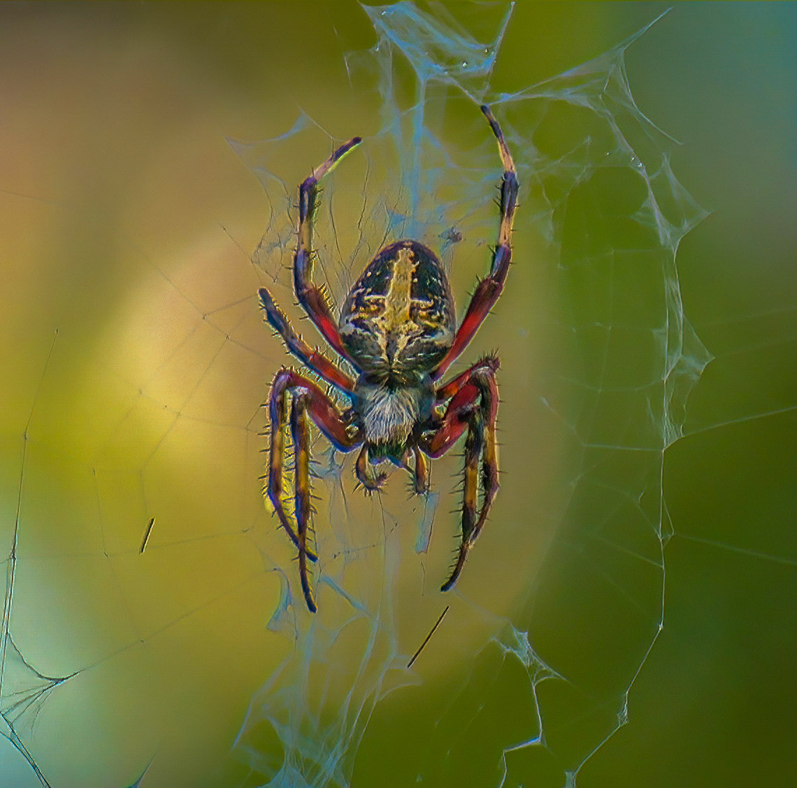 Spotted Orbweaver