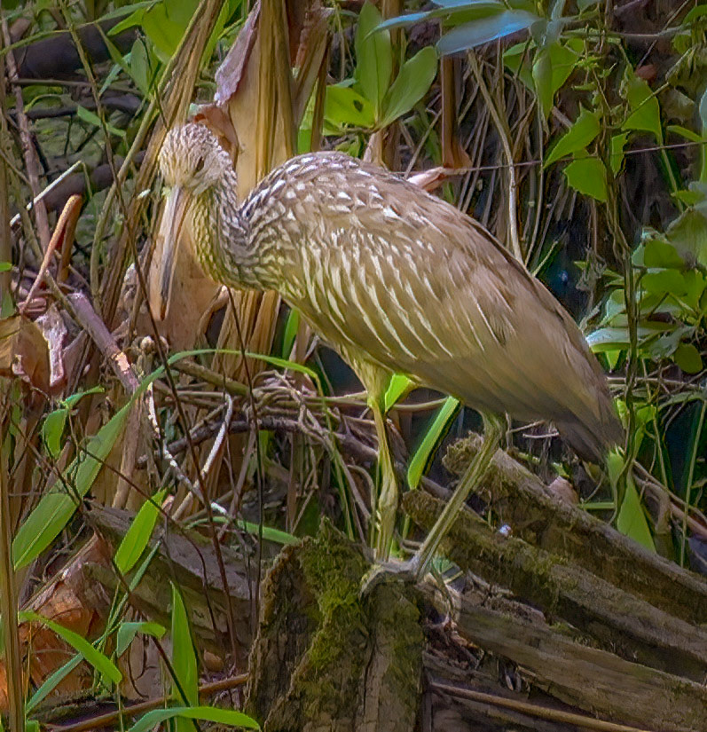 Limpkin - juvenile
