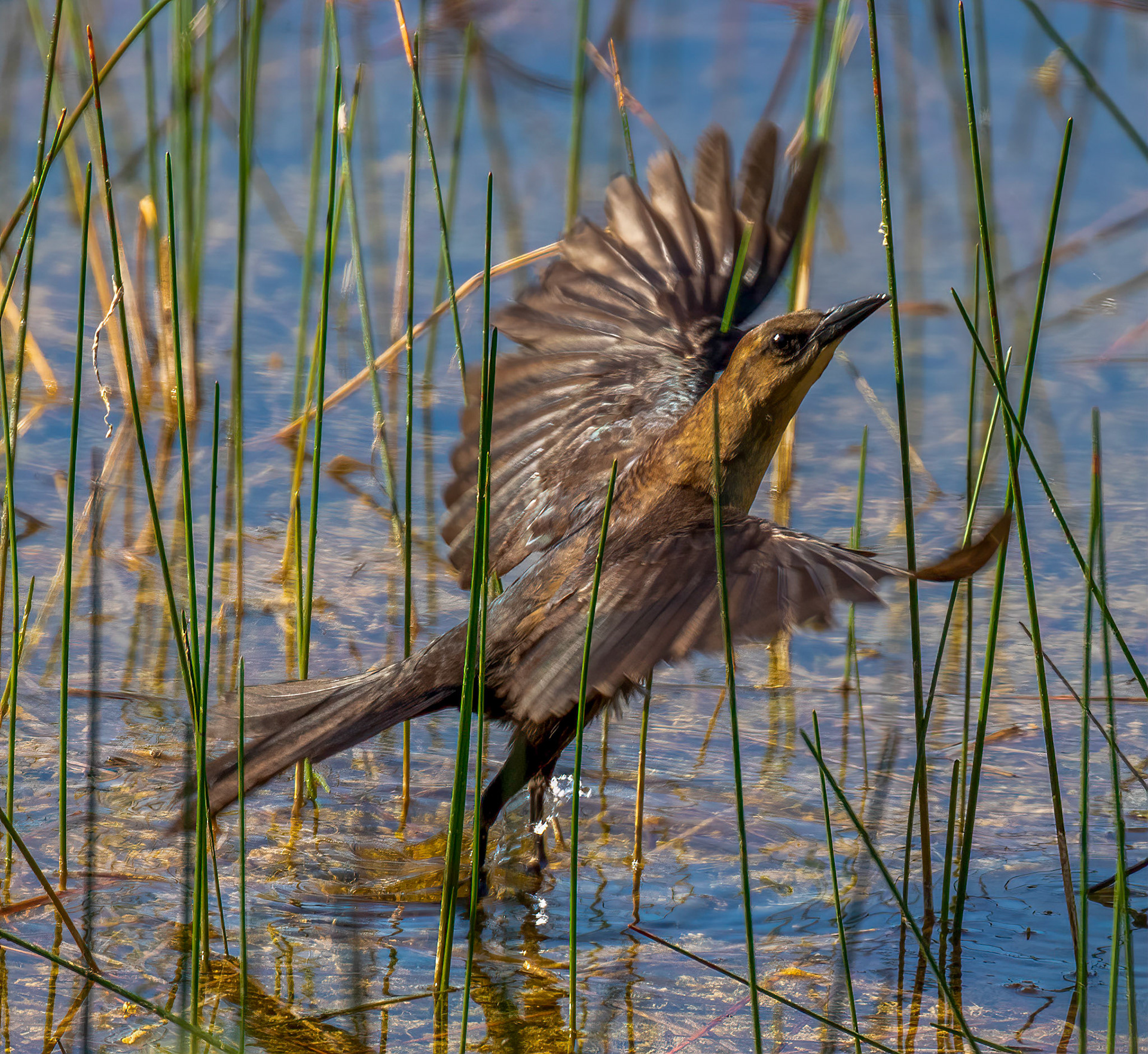 Boat-tailed Grackle - Female