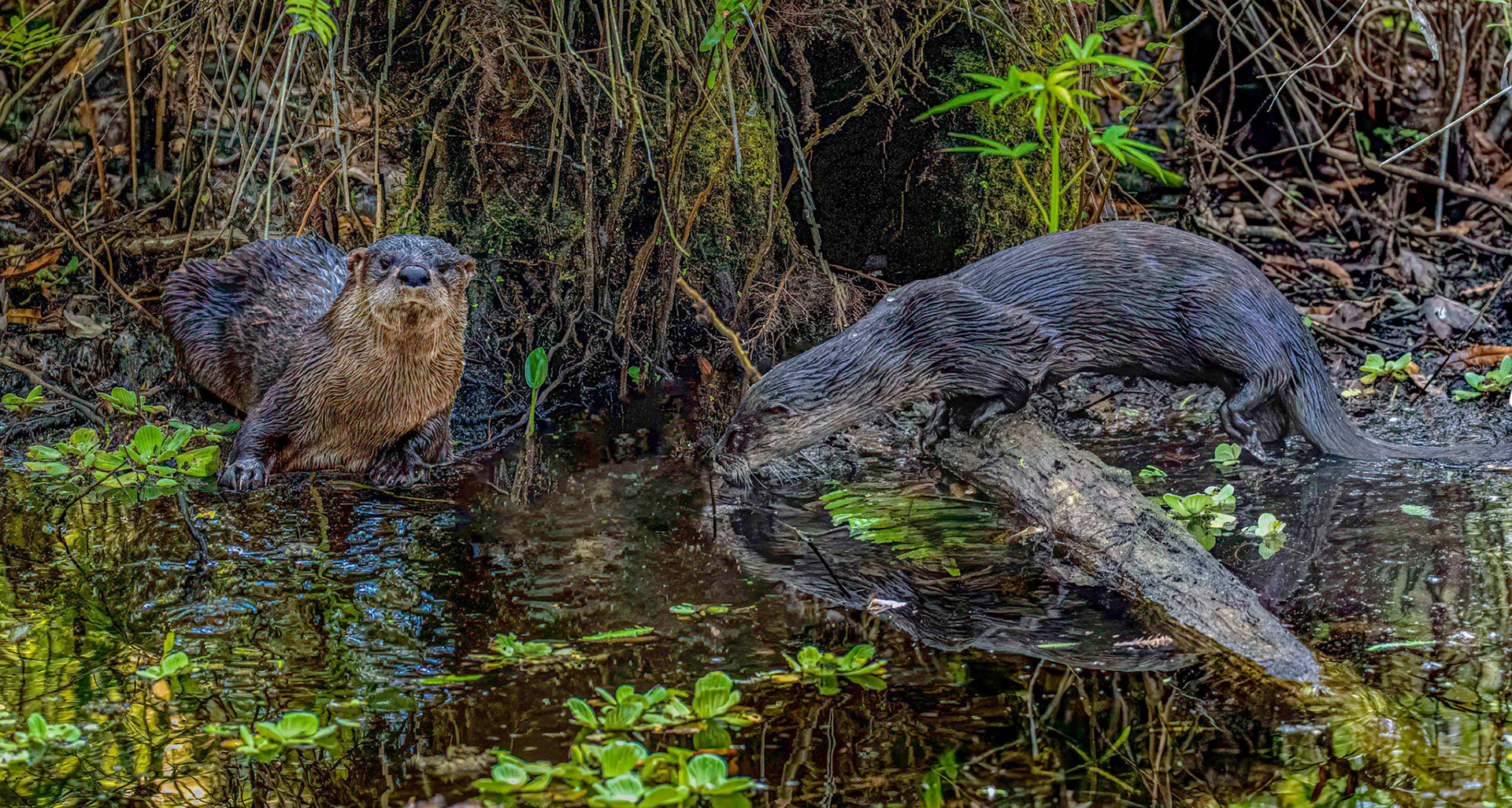 River Otters (Graphic Art)