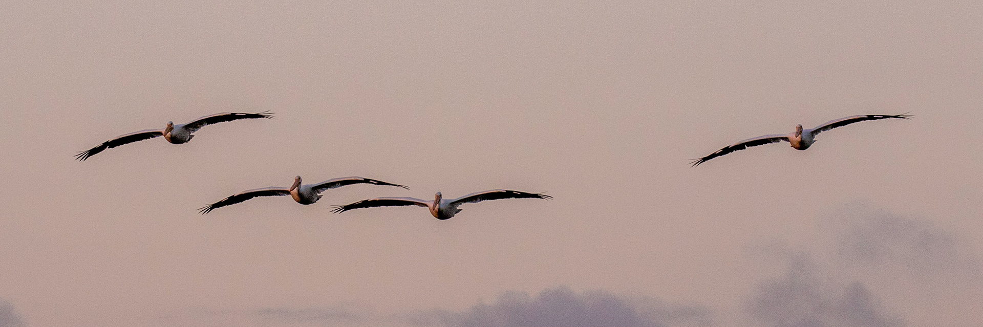 Brown Pelican