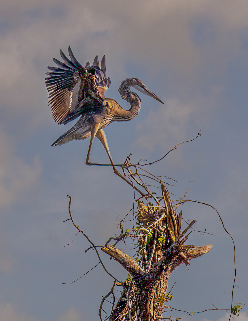 Great Blue Heron
