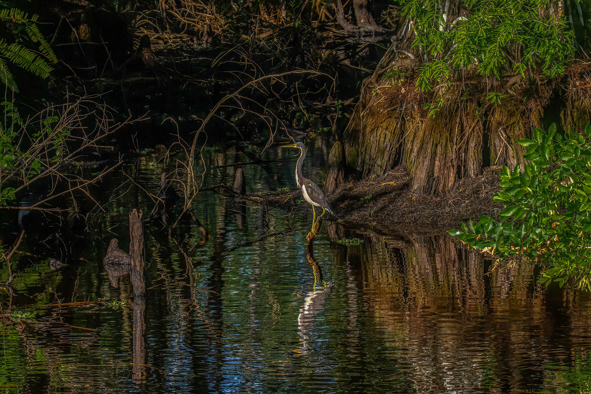 Tricolored Heron