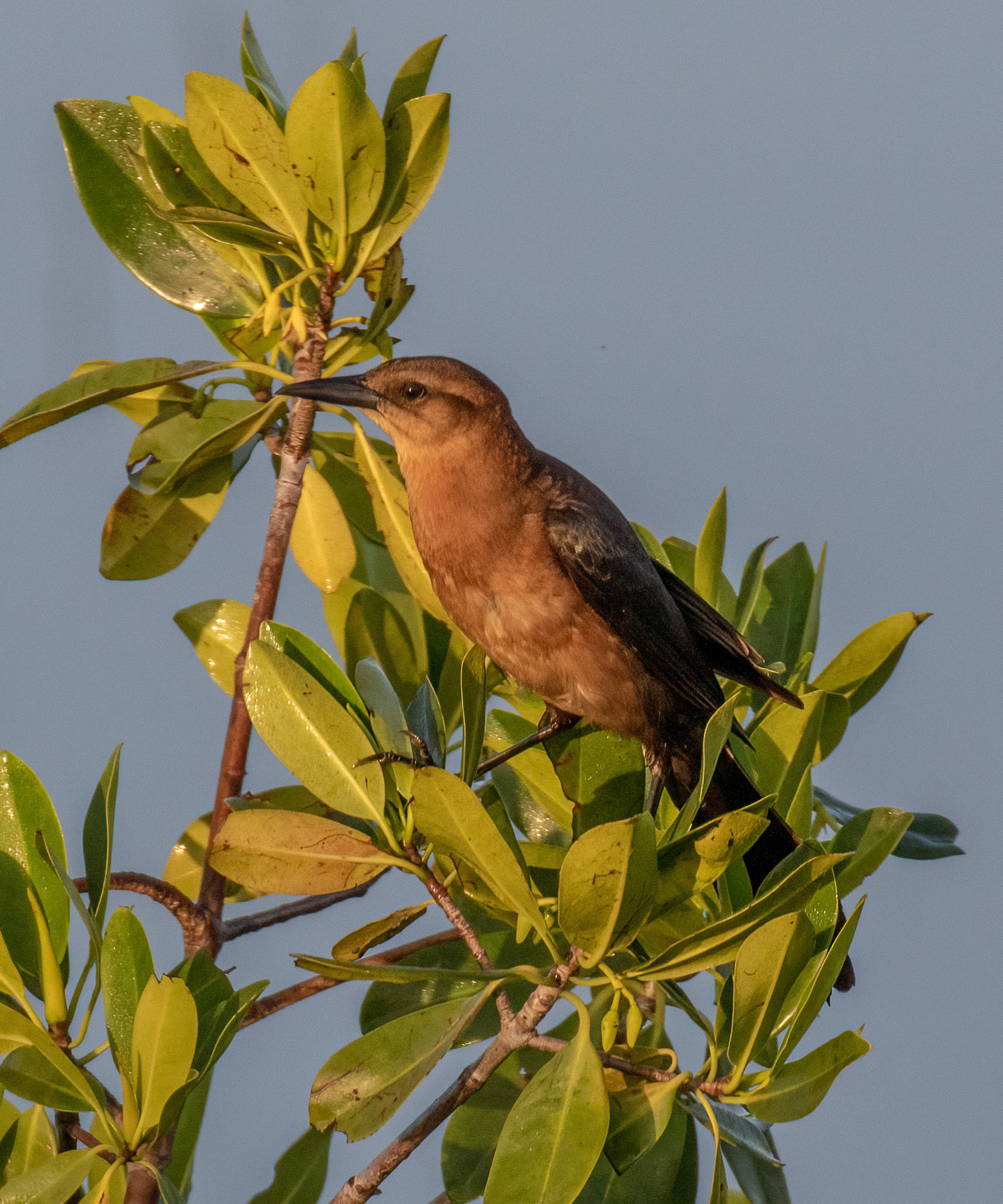 Boat-tailed Grackle - Female