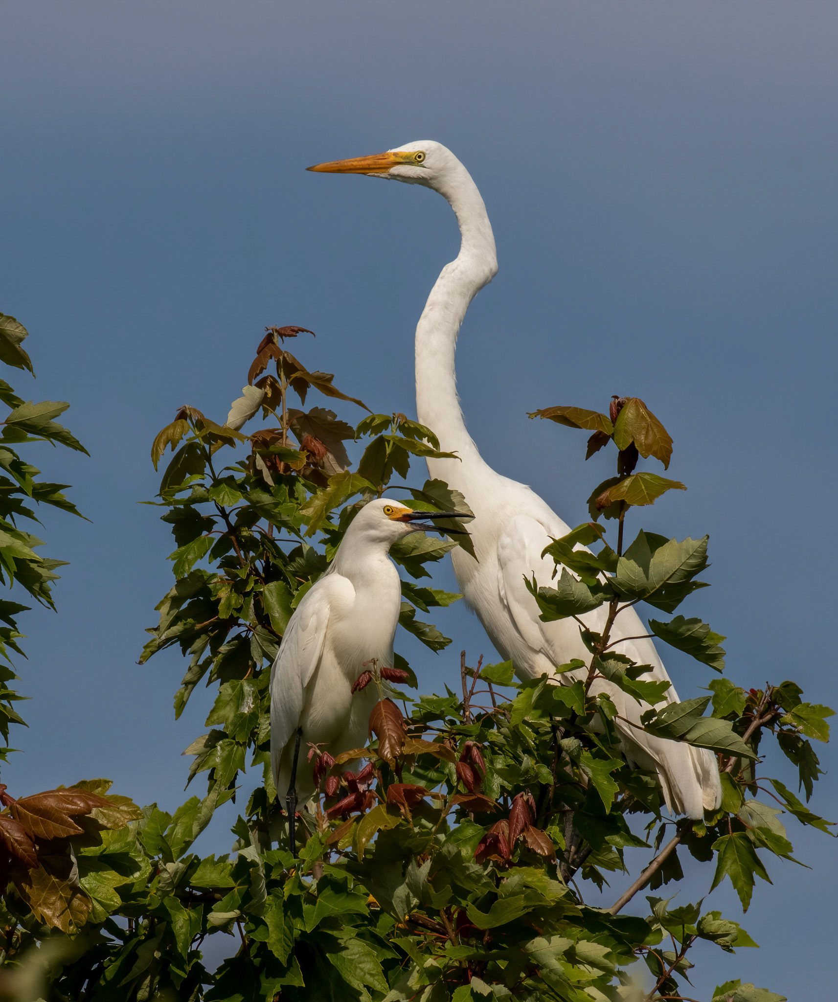 Great Egret & Snowy Egret