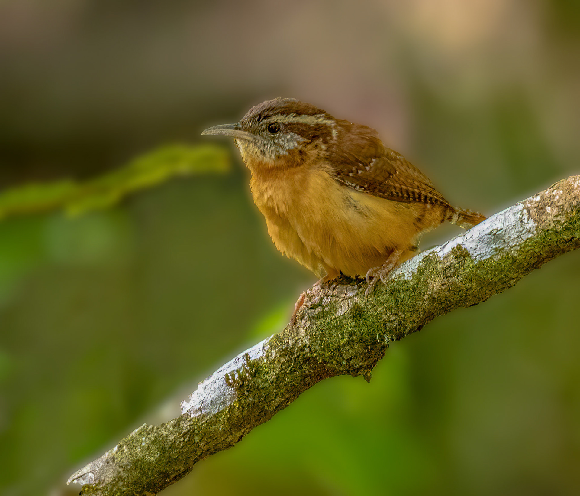 Carolina Wren