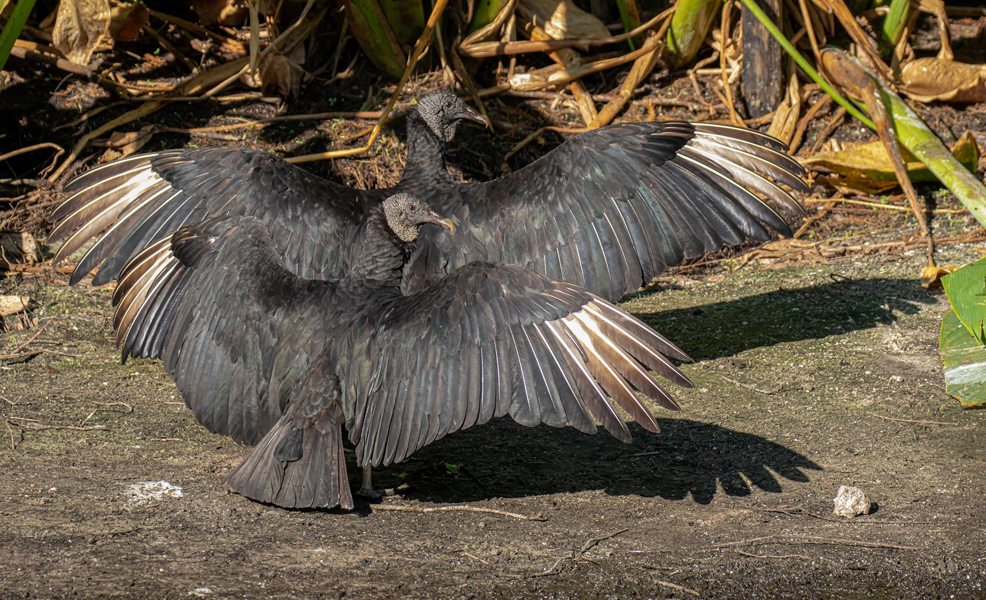 Black Vultures feast as fish die off