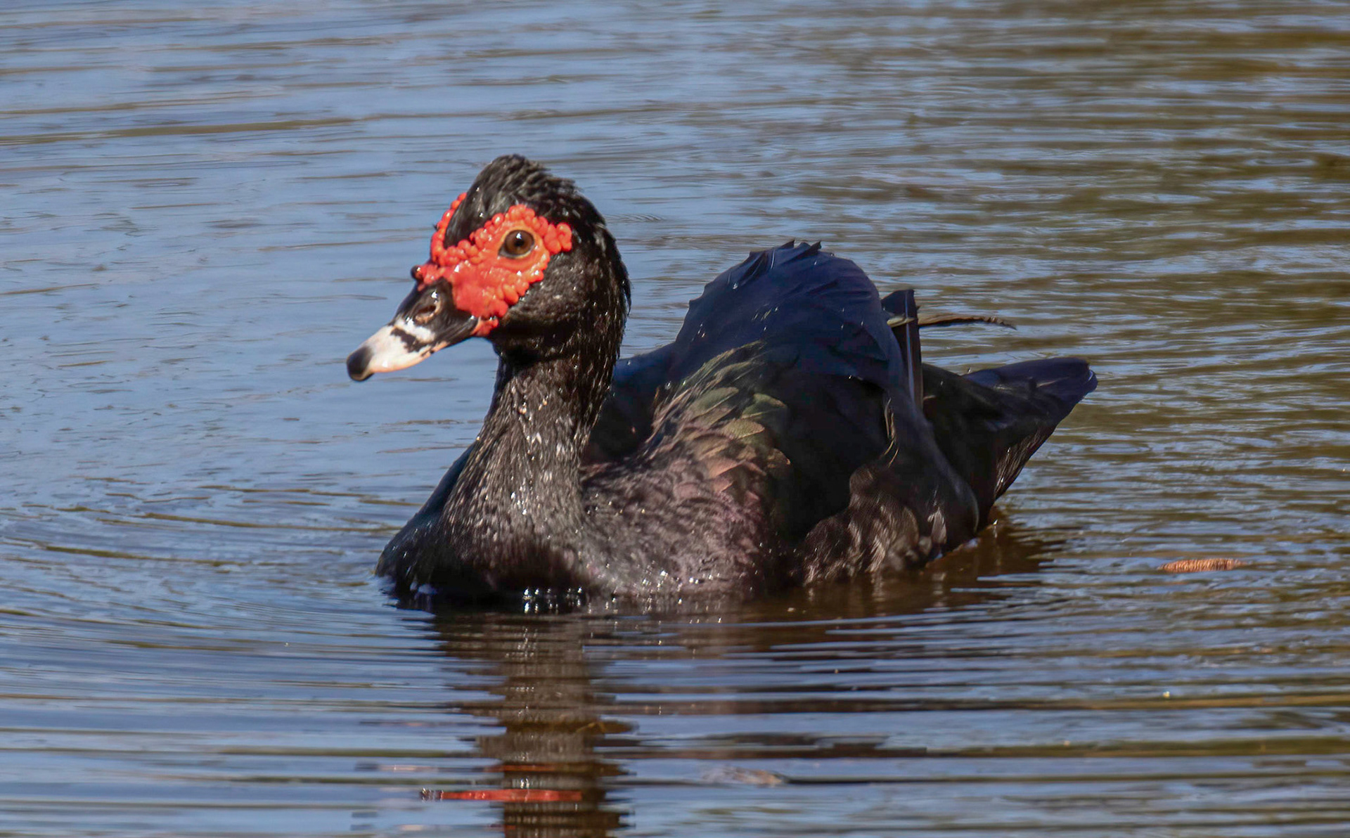 Muscovy - Male (in the wild) - Largest duck in North America & oldest domesticated duck in the world