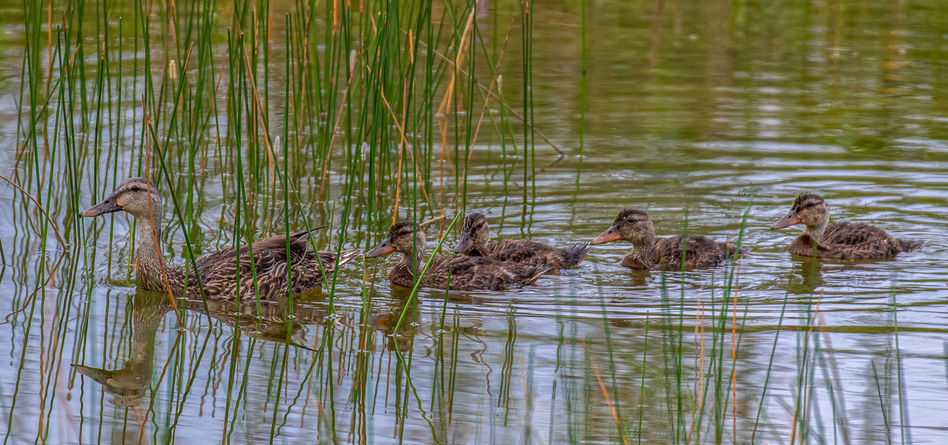 Mallard female & 4 remaining ducklings