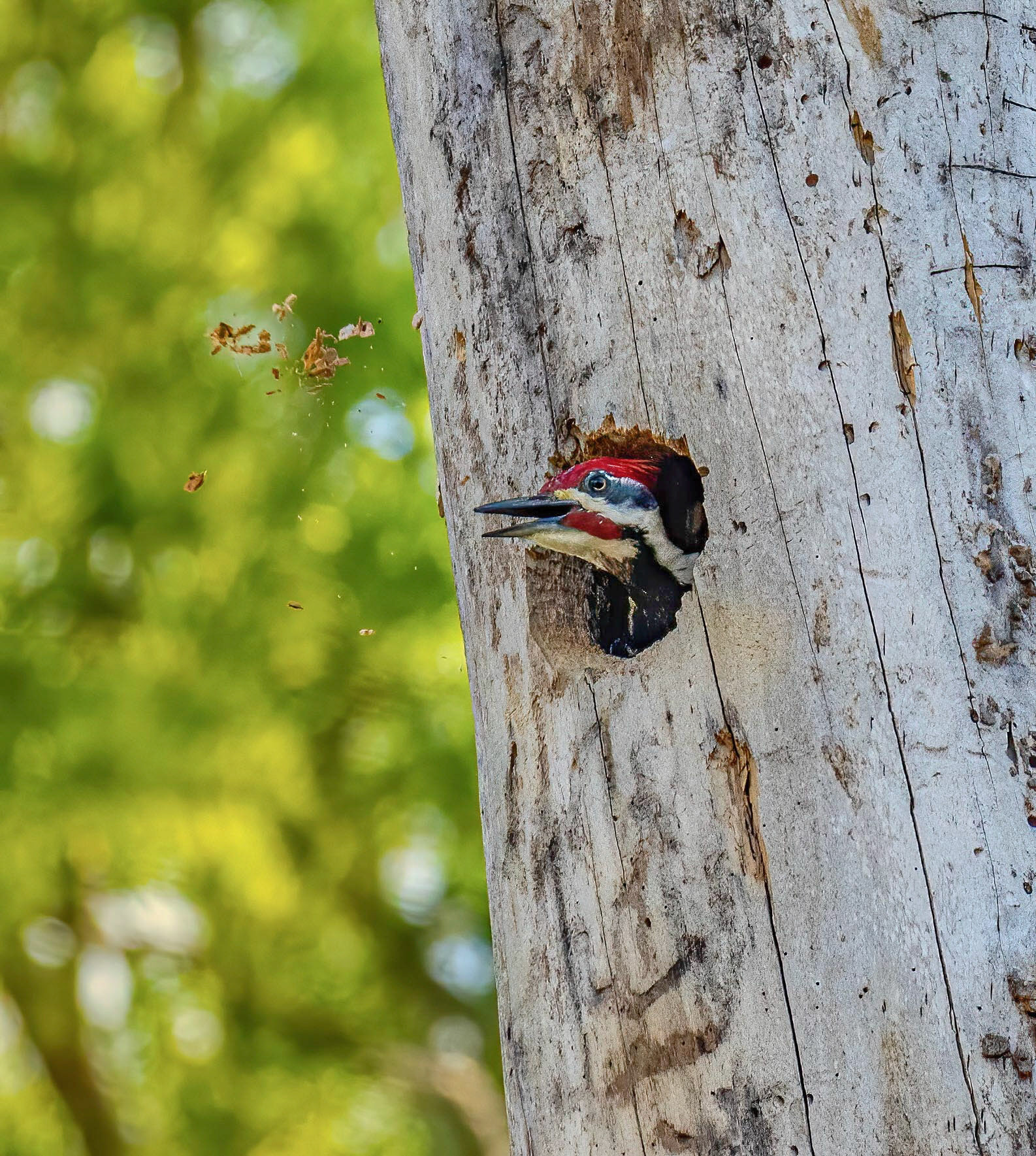 Pileated Woodpecker nest building sequence